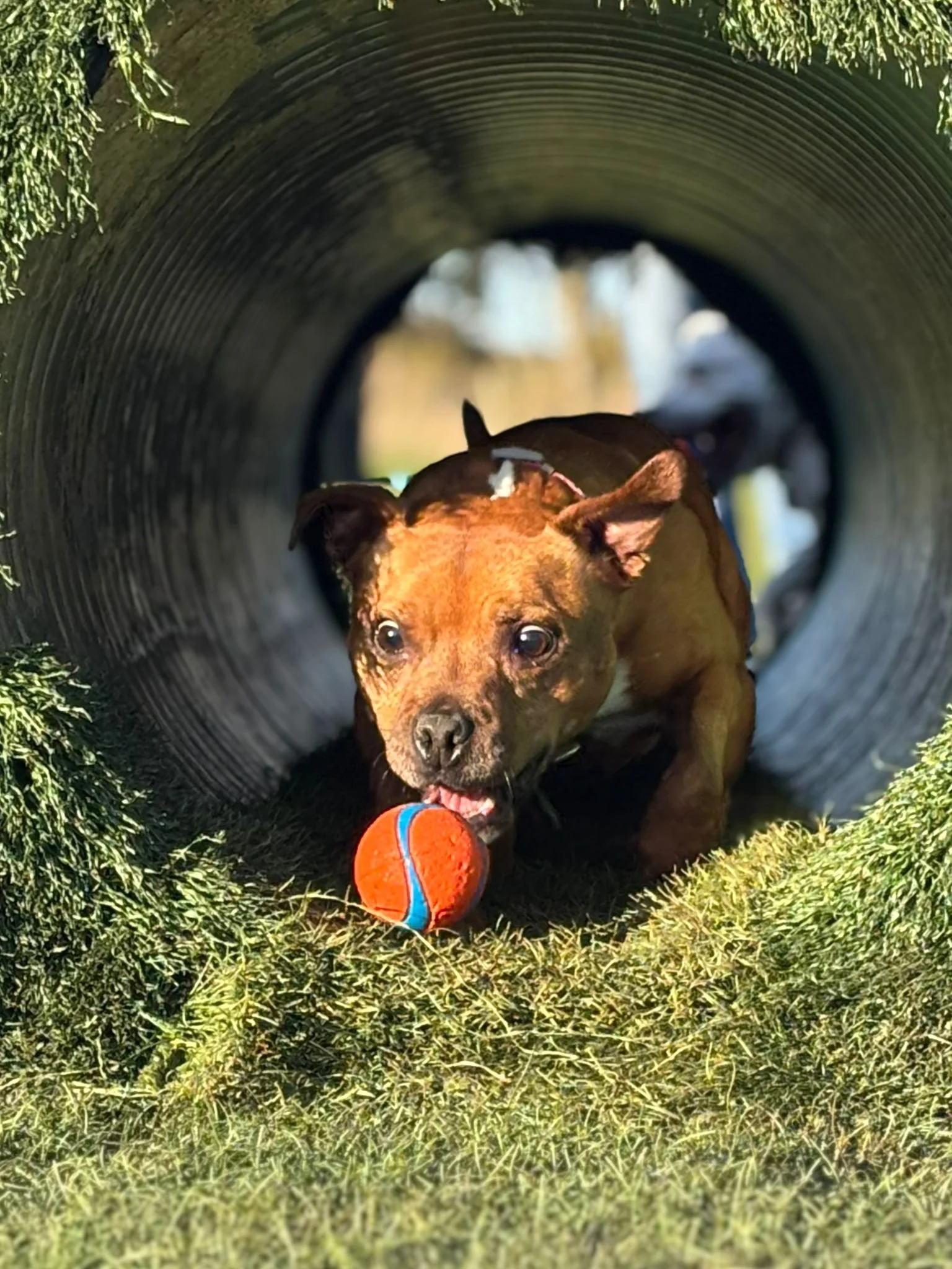 A small brown dog with black markings is crawling through a large black tunnel made of a flexible material, with green grass around and a small orange toy in its mouth.