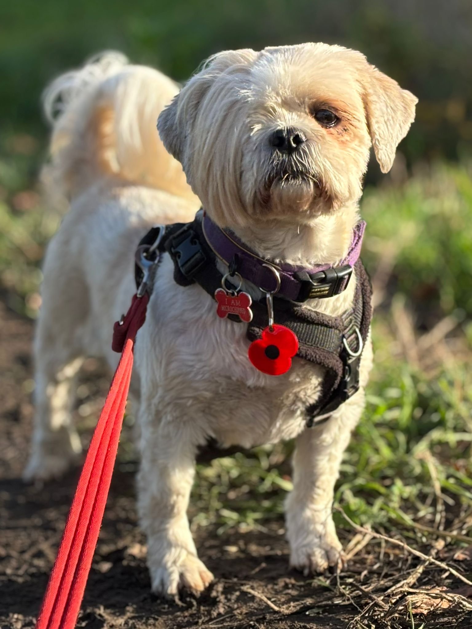 A small dog, possibly a terrier, standing outdoors on a dirt path with green grass, wearing a harness with red tags and a red leash, looking at the camera.