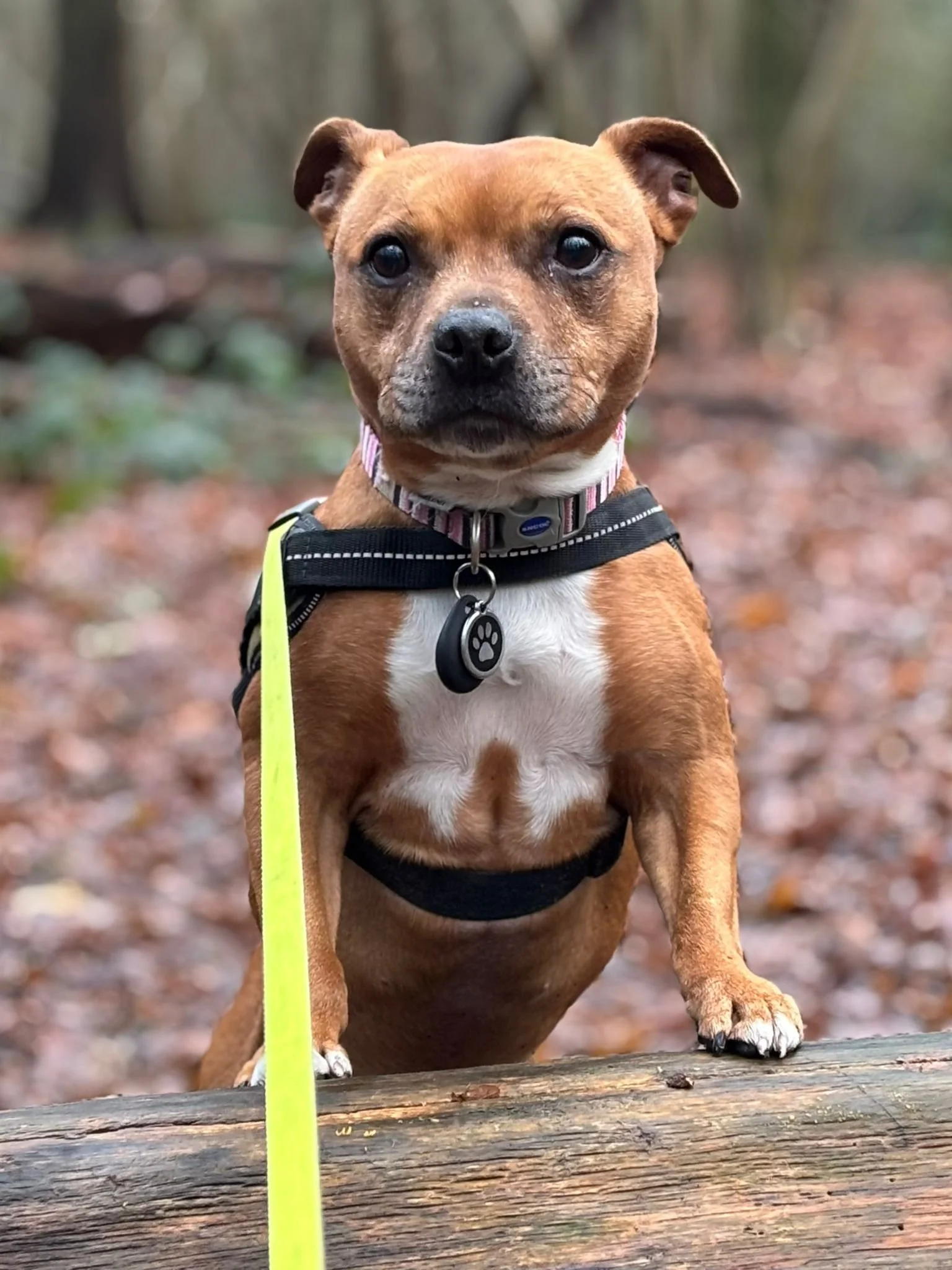A brown and white dog standing on a log in a forest, looking directly at the camera.
