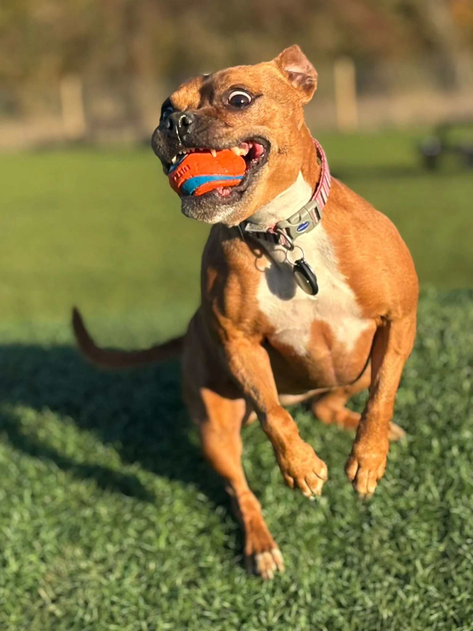 A brown dog running on grass with a red and blue ball in its mouth, wearing a collar, outdoors on a sunny day.
