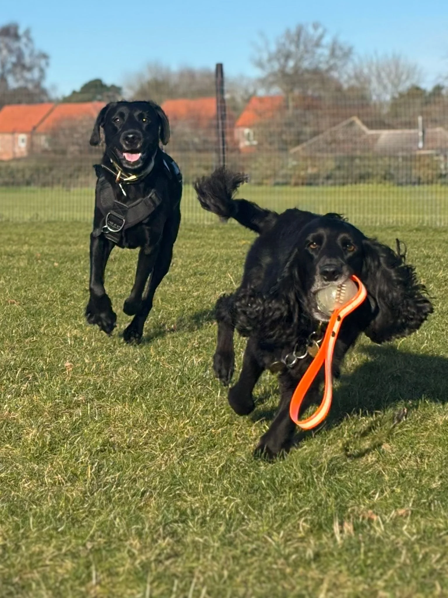 Two black dogs playing fetch on a grassy field, one with a ball in its mouth and the other running happily, with a background of houses and a fence.