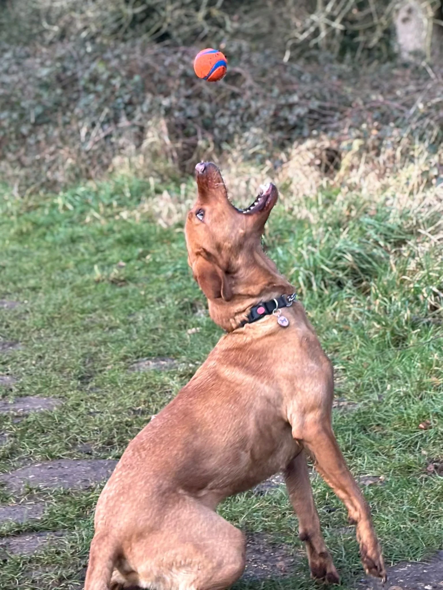 A brown dog jumping up with mouth open trying to catch a red and blue ball in midair outdoors on a grassy area.