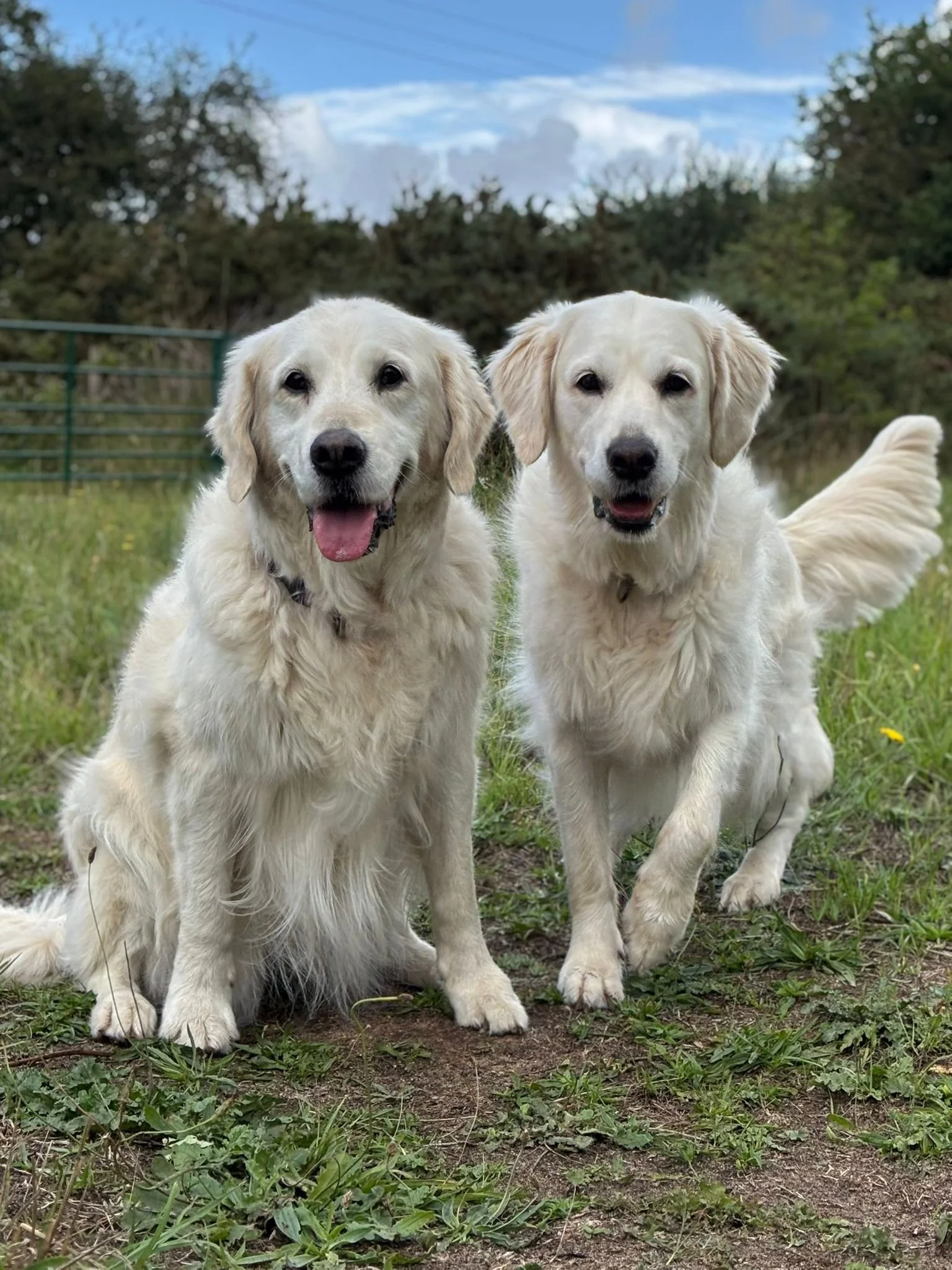 Two Golden Retrievers sitting outdoors on grass, smiling at the camera with a background of trees and a partly cloudy sky.
