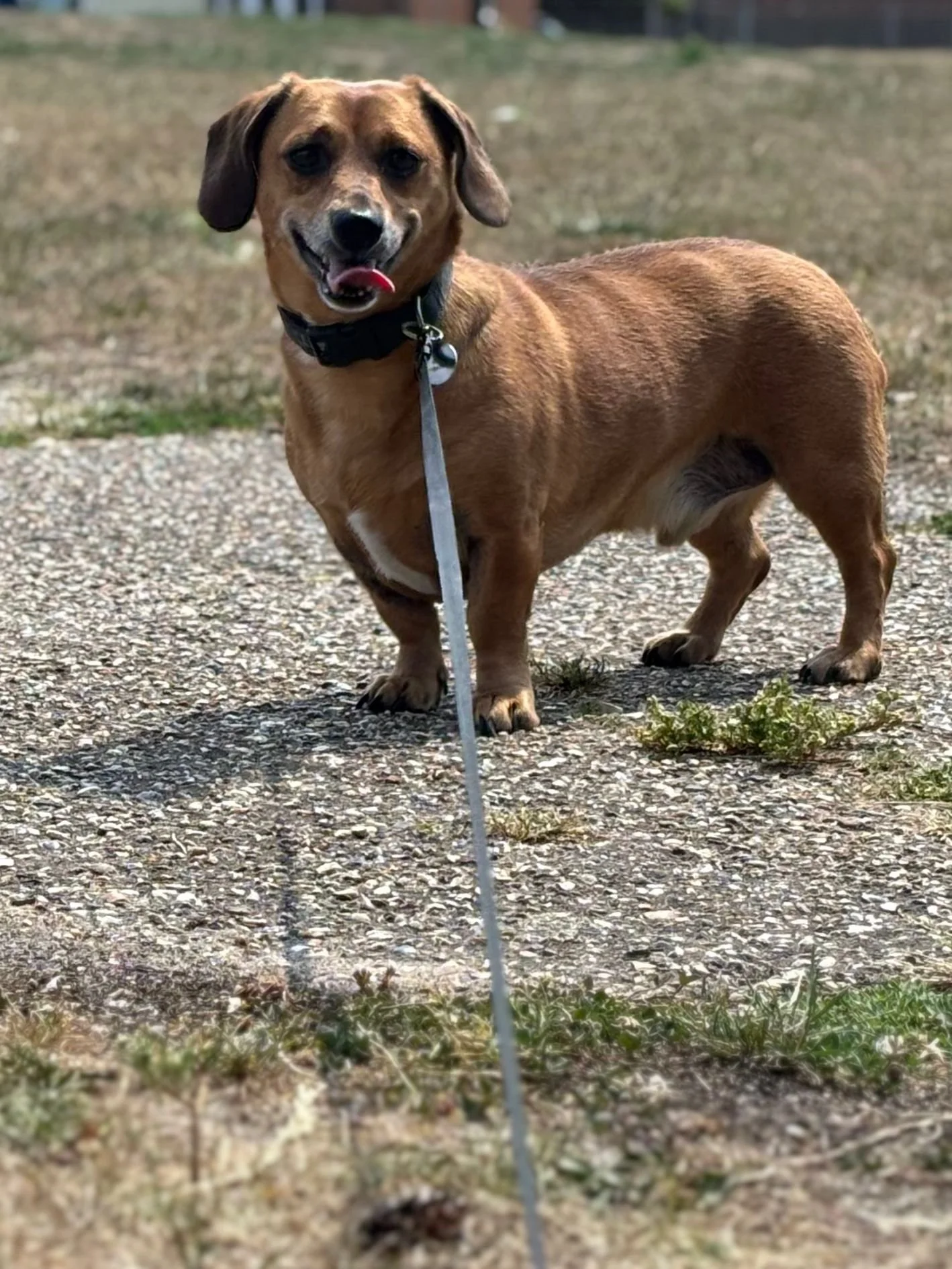 A brown dachshund with floppy ears standing on a gravel path, looking at the camera with its tongue slightly out, during daytime.
