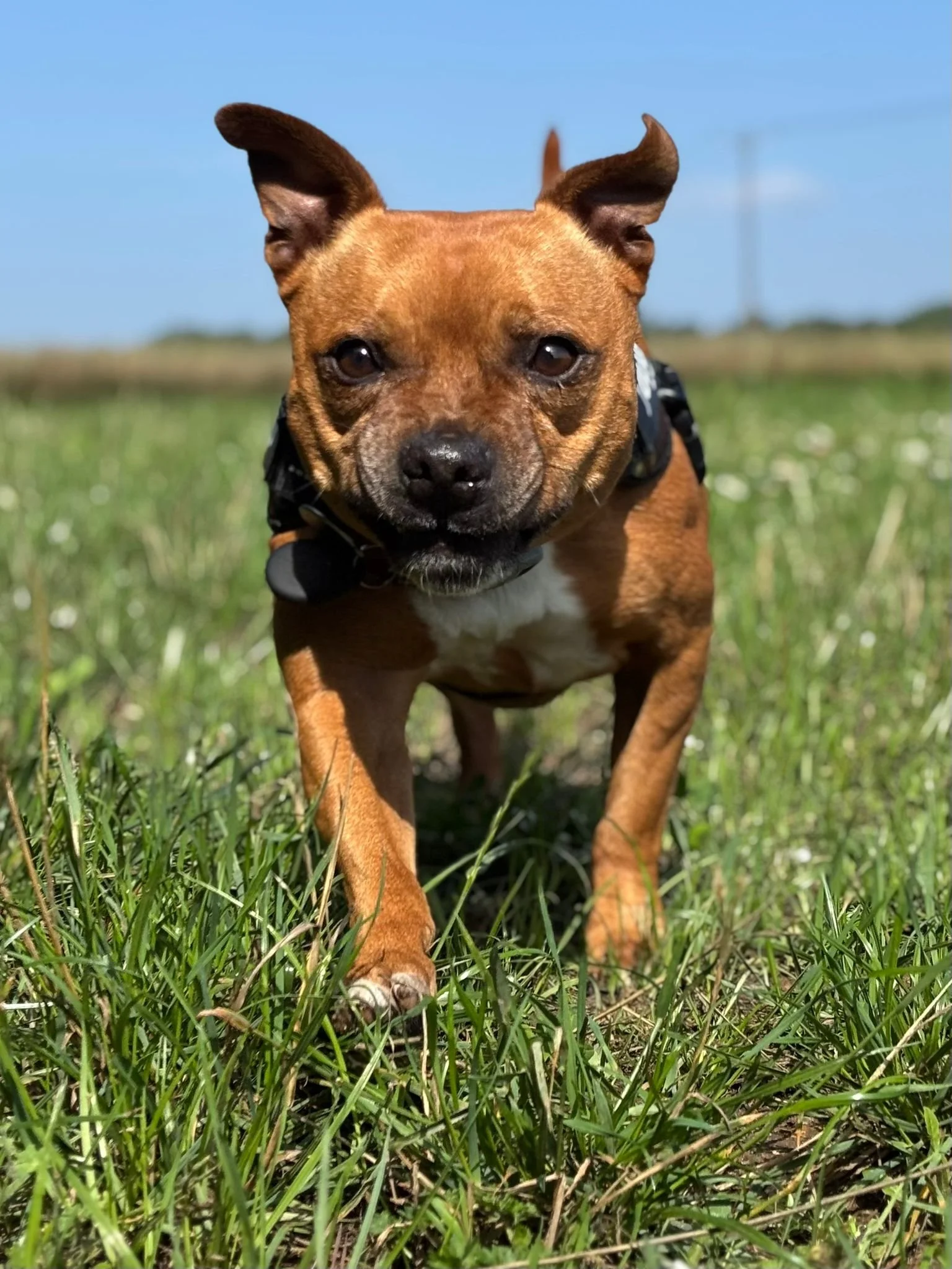 A small brown dog with a black harness walking in a grassy field on a sunny day.