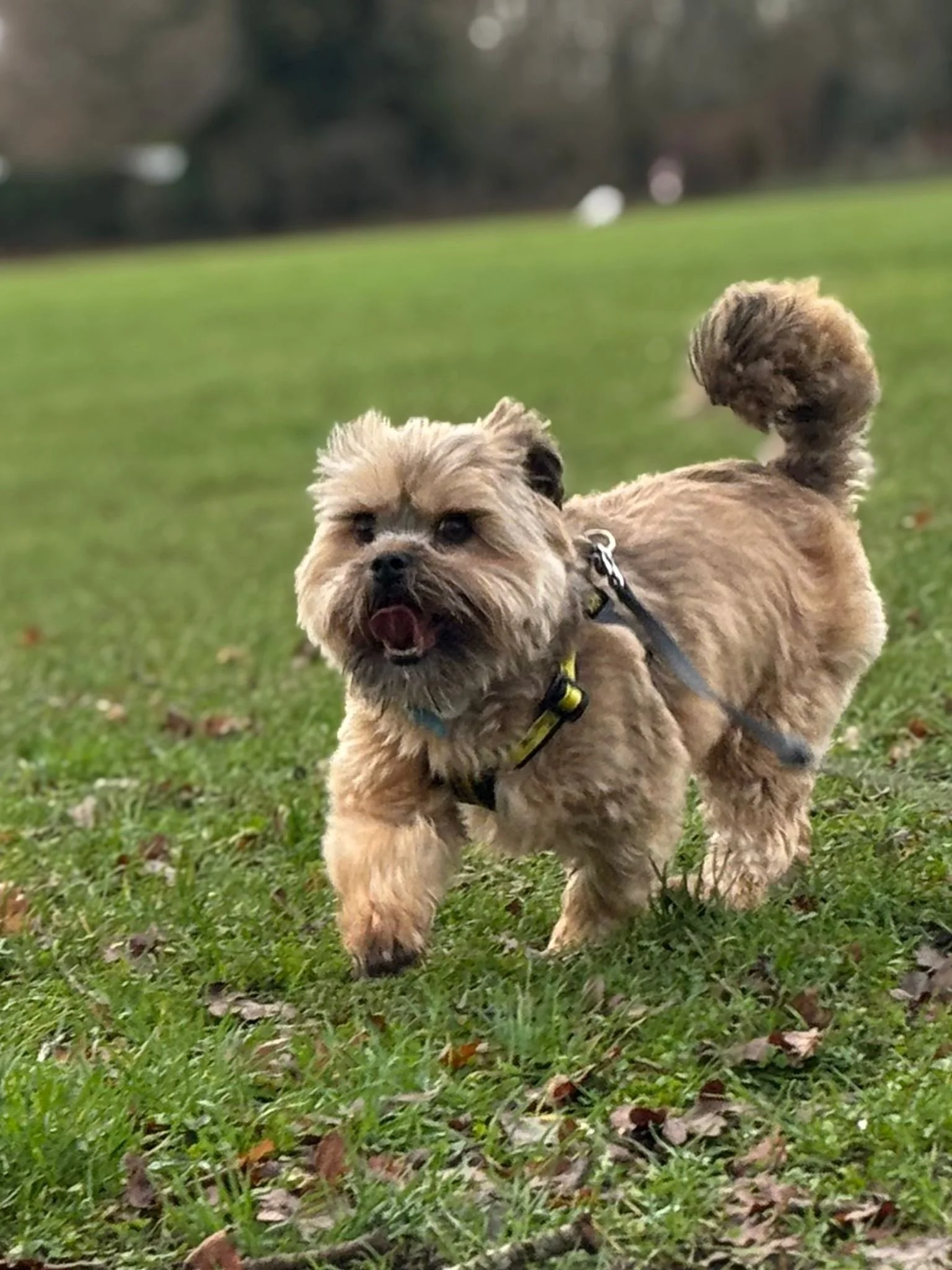 A small tan and gray dog running on green grass in a park.