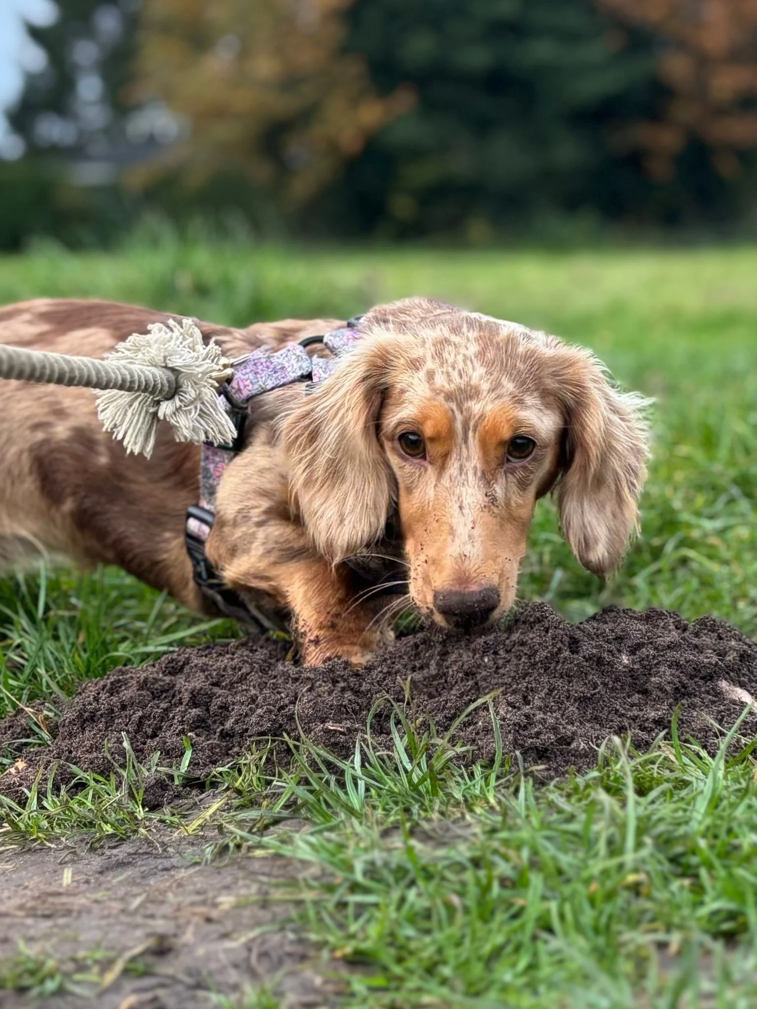 A dog with long ears and a tan coat digging in a patch of dark soil outdoors on a grassy field with trees in the background.