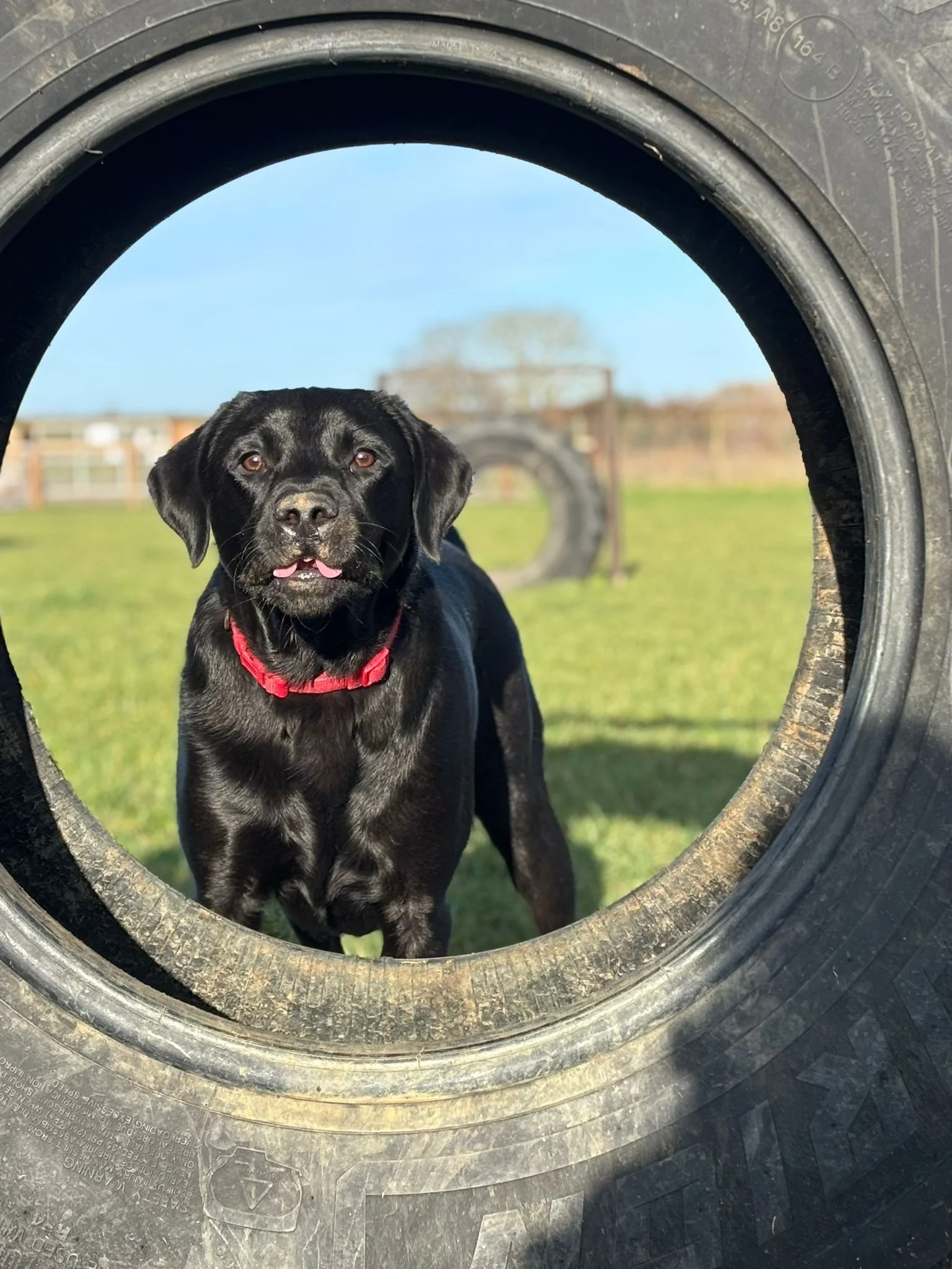 A black dog with a red collar standing outside on grass, seen through a large tire, with a blurred background of tires and a fence on a sunny day.