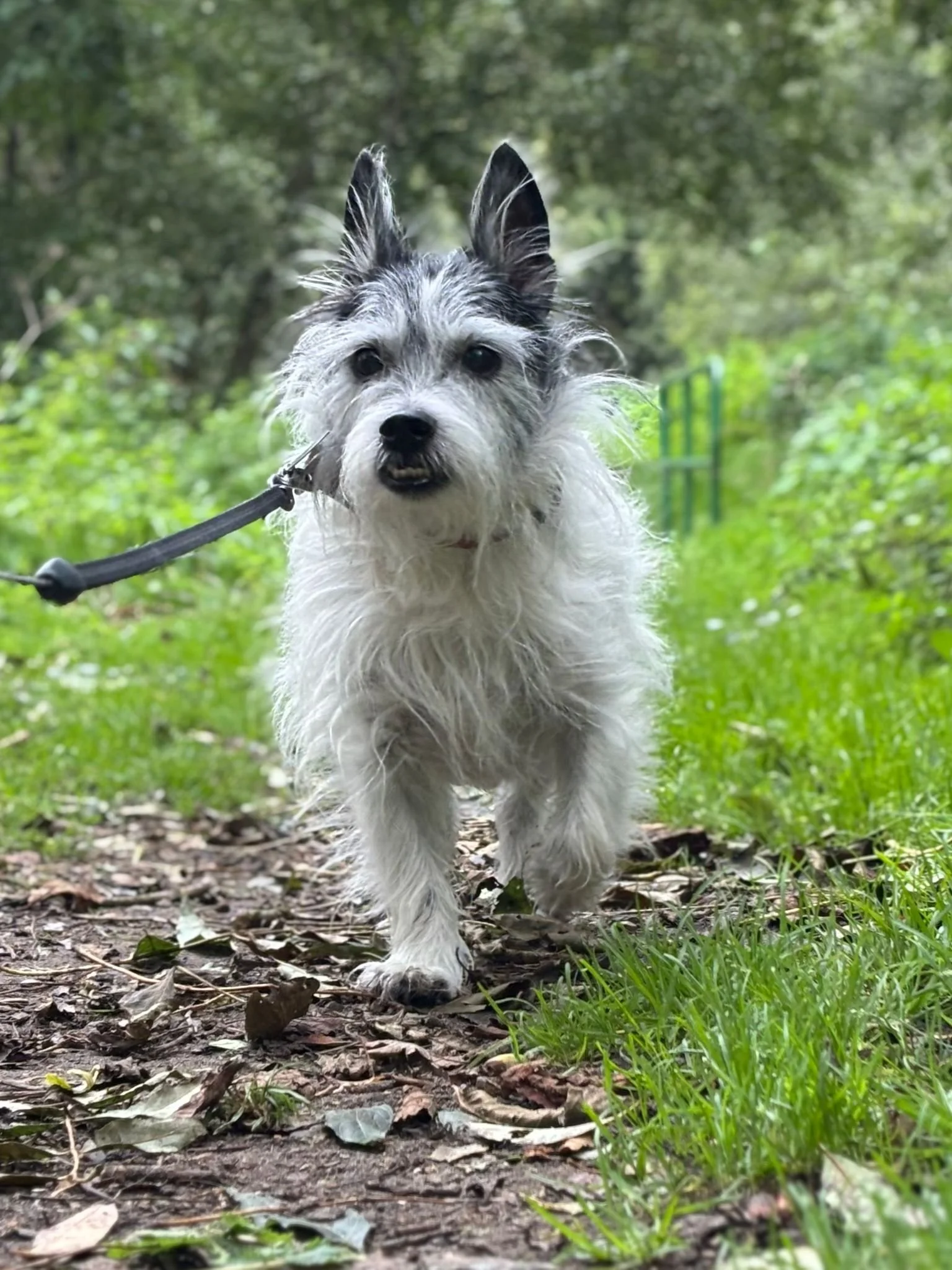 A scruffy, white and black dog walking on a forest trail on a leash, surrounded by green foliage.