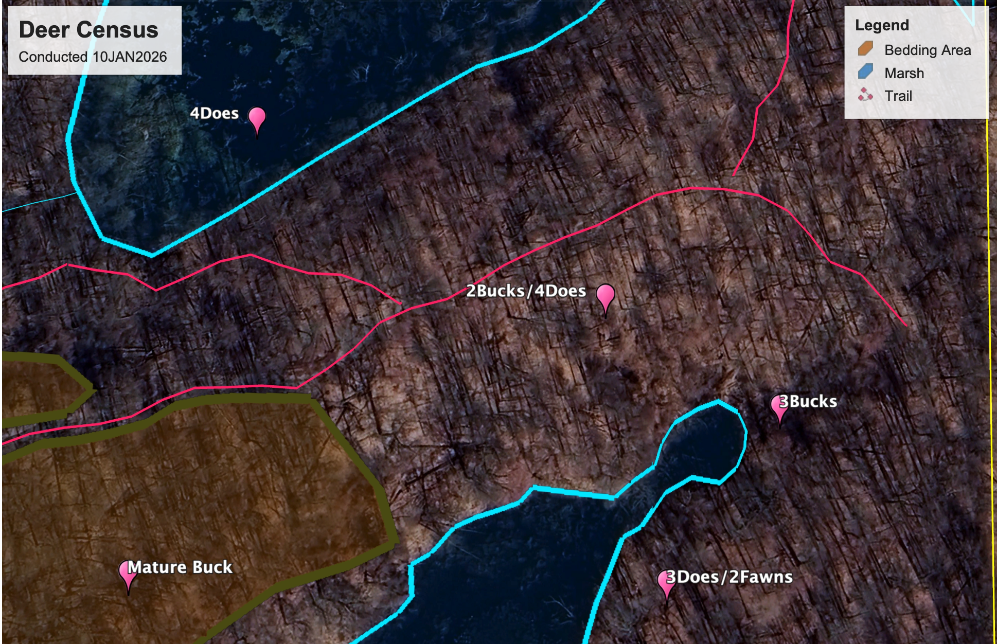 Map of a deer census conducted on January 10, 2026. The map shows various terrain features including a marsh, bedding area, and trails, with pink markers indicating deer sightings labeled with count details.