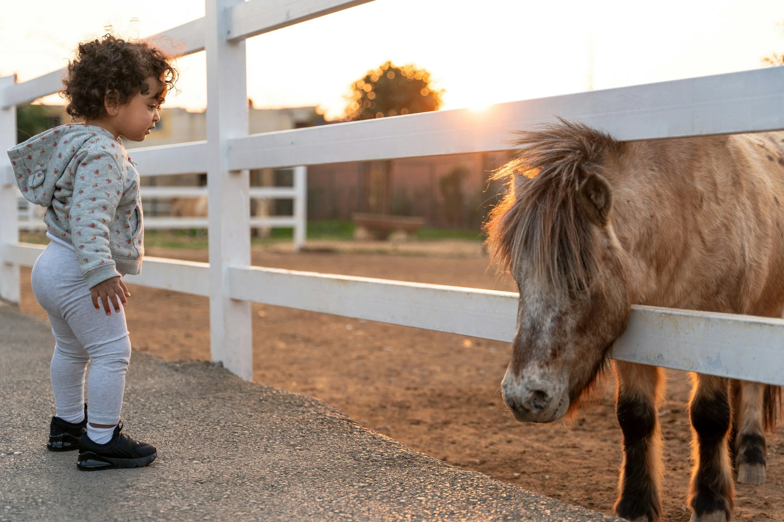 Young child with curly hair and gray hoodie looking at a small brown pony with a mane through a white fence at sunset.
