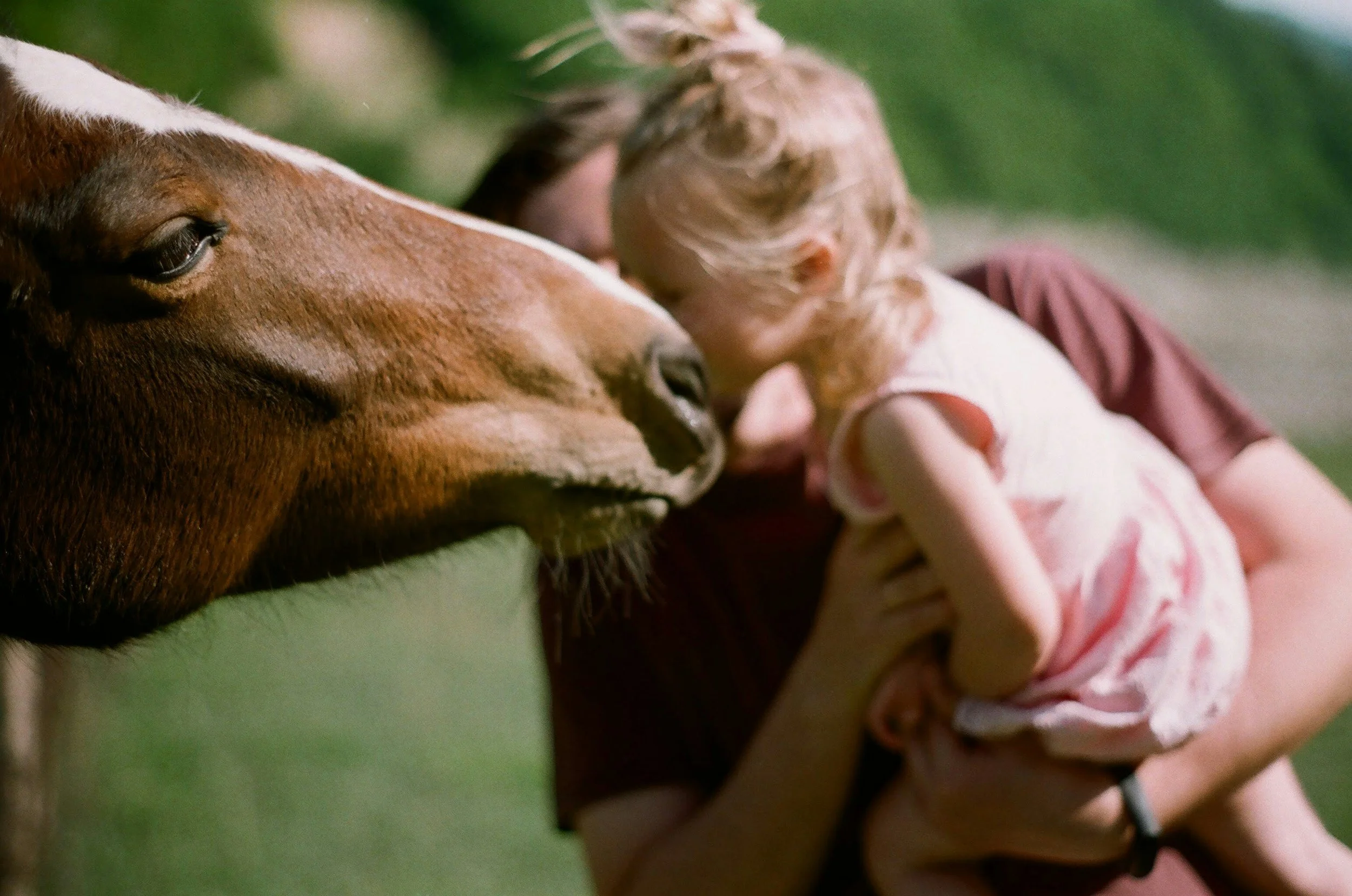 A young girl with blonde hair and a woman face-to-face with a brown and white cow, touching noses, outdoors on a sunny day.