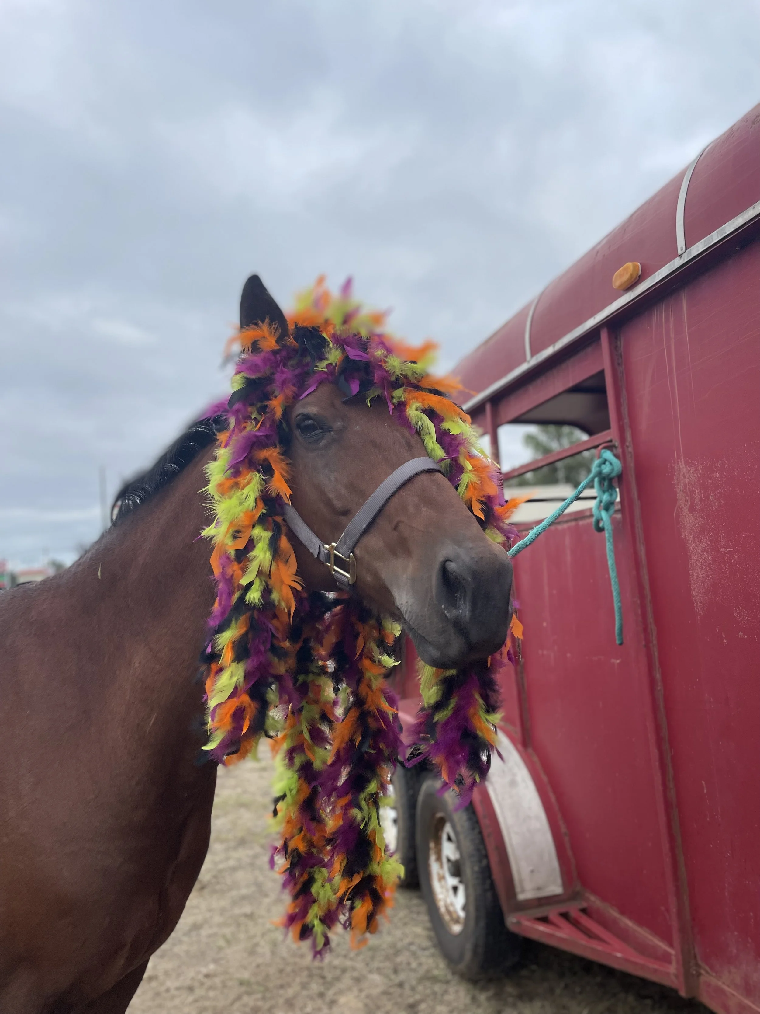Horse wearing a colorful feathered costume with a purple, green, orange, and pink feathered headdress, standing next to a red trailer on a cloudy day.