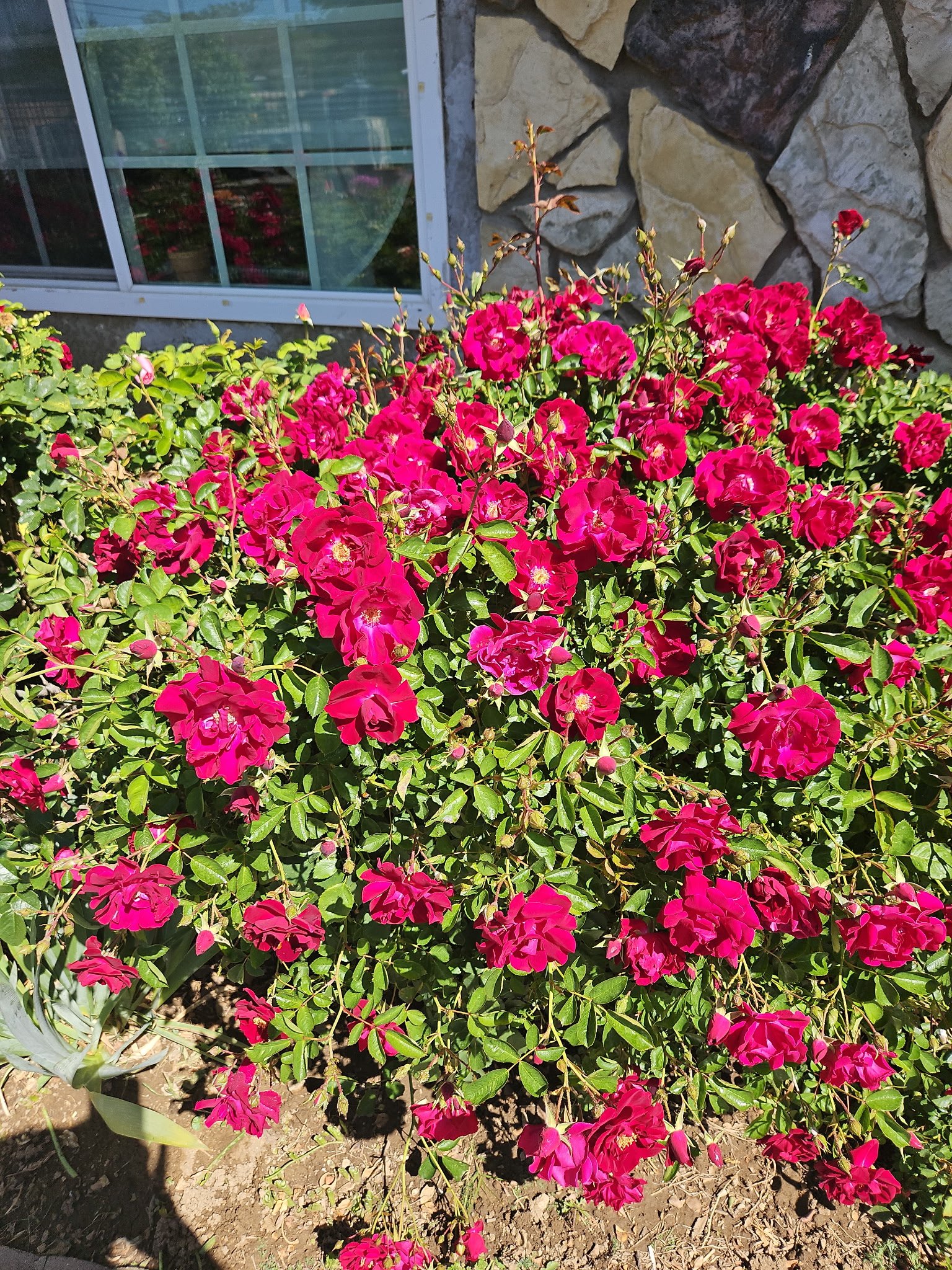 Bright pink roses in a garden bed near a house with a stone wall and window.