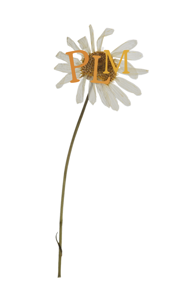 nature, flowers, outdoor, aesthetic