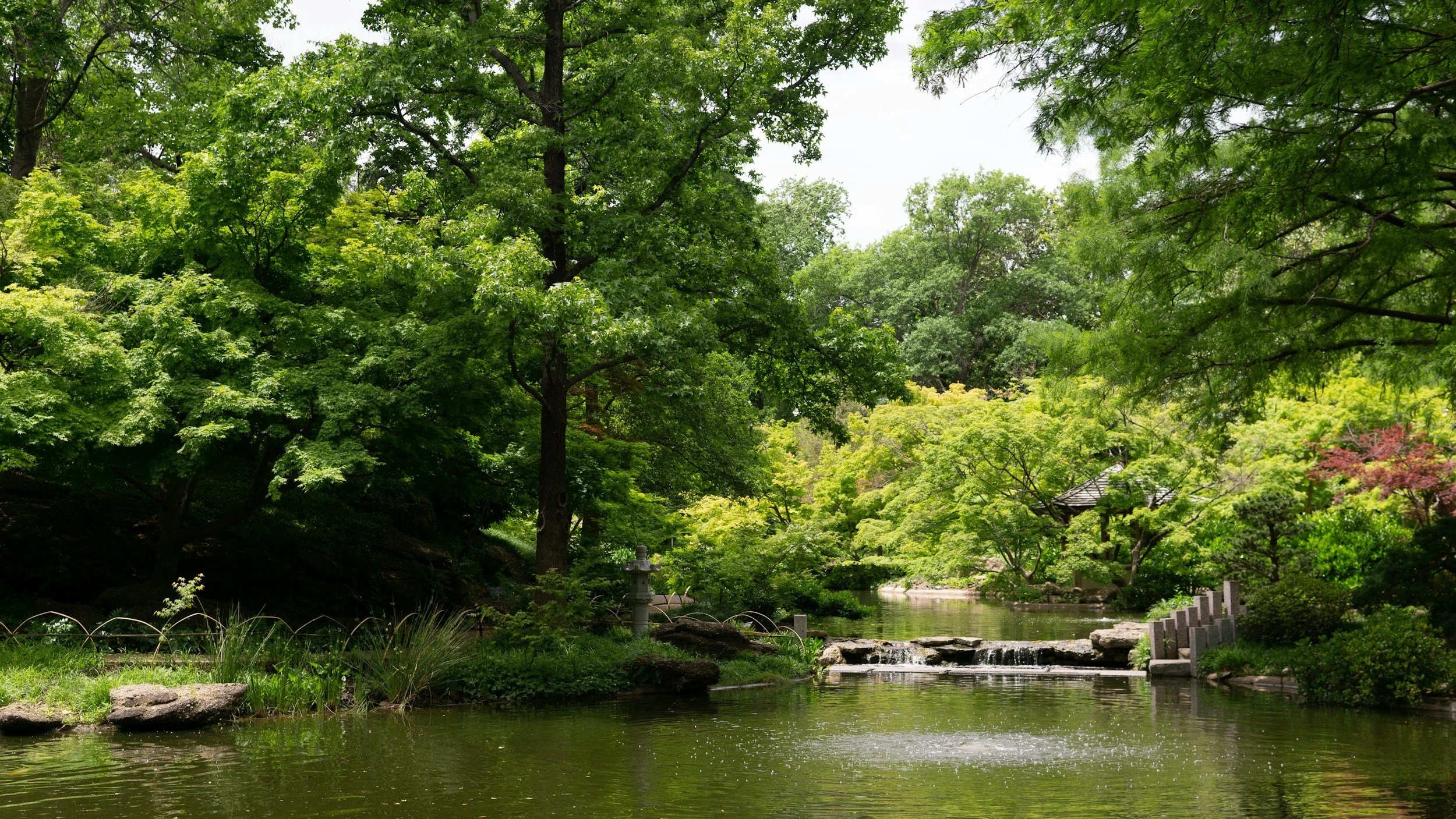 A serene pond surrounded by lush green trees in a Japanese garden with a small waterfall and stone lanterns.