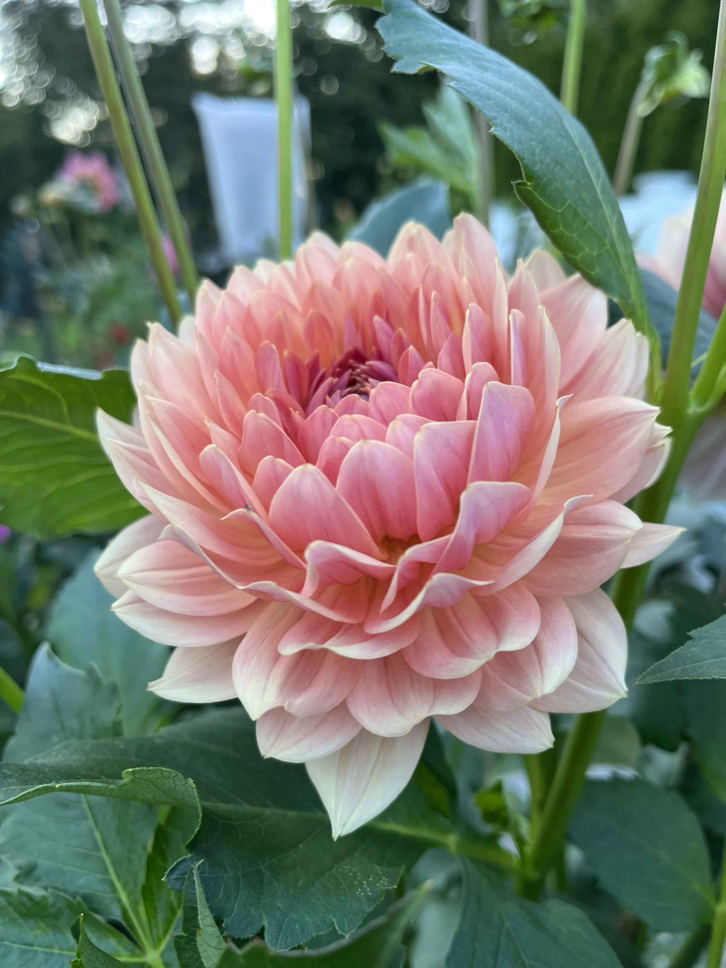 Micro Flower Farm Offerings