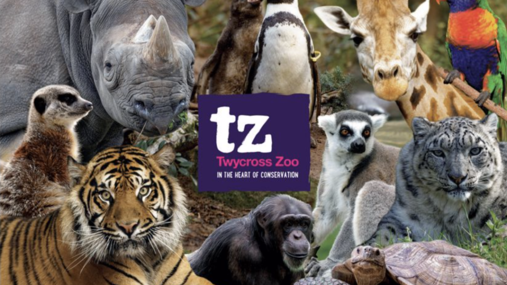 A collage of various animals including a rhinoceros, meerkat, tiger, chimpanzee, zebra, orangutan, giraffe, parrot, and snow leopard, with a logo for Twycross Zoo in the center.