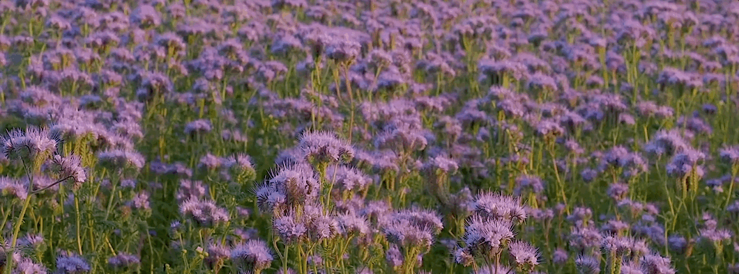 purple flowers in a field