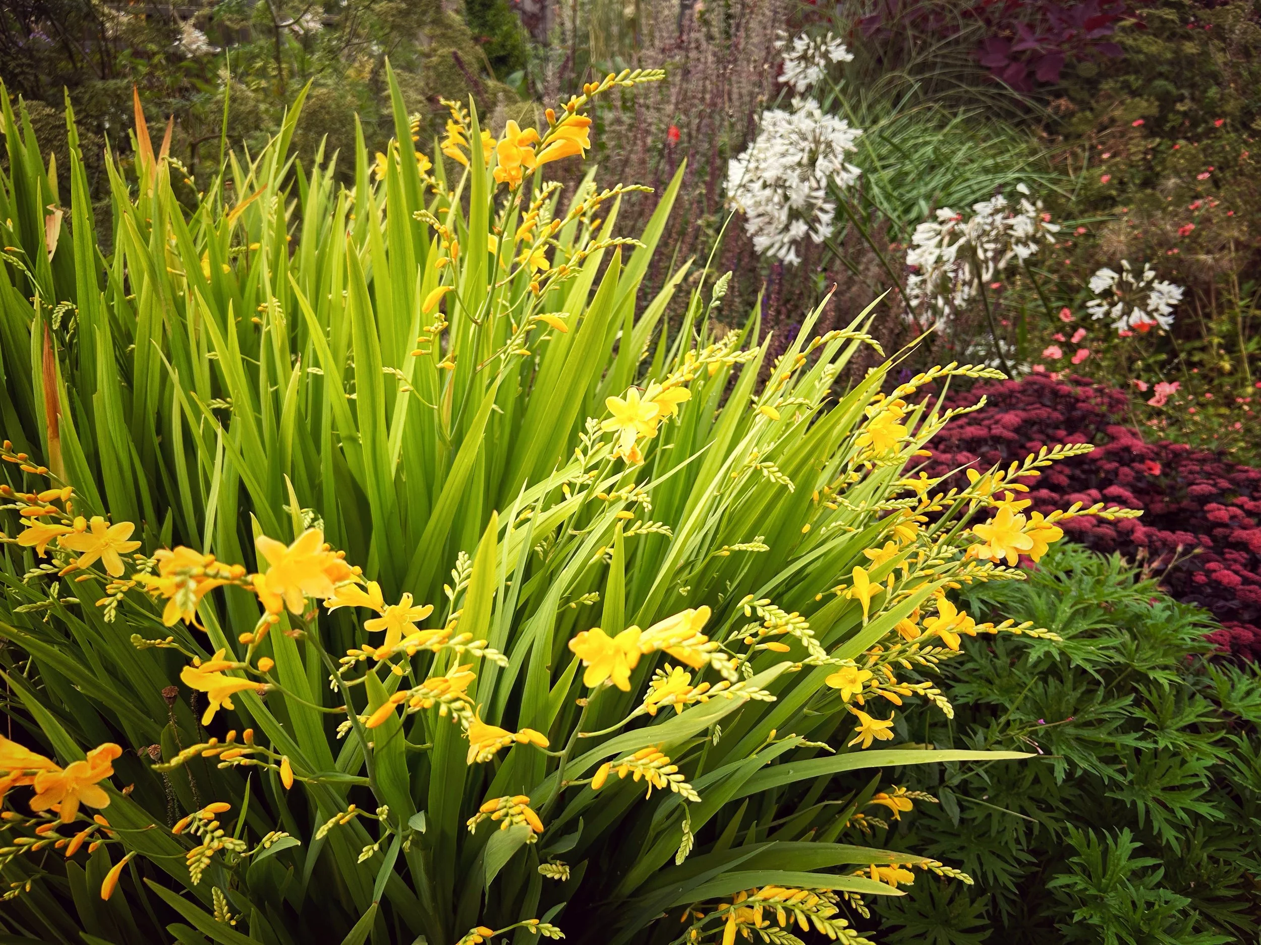 Close-up of yellow flowers and green foliage in a garden with various other colorful flowers in the background.