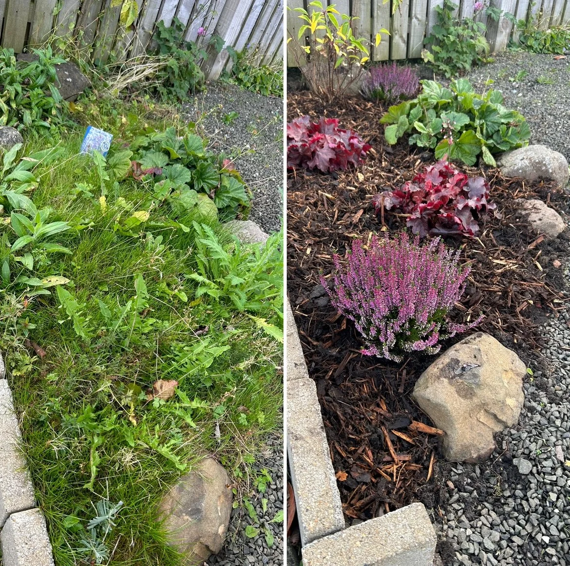 Side-by-side comparison of a garden bed with plants. The left side shows overgrown greenery with weeds and a small blue sign, while the right side shows a tidy bed with blooming purple heather, red leafy plants, and other small shrubs, all bordered with rocks and mulch.