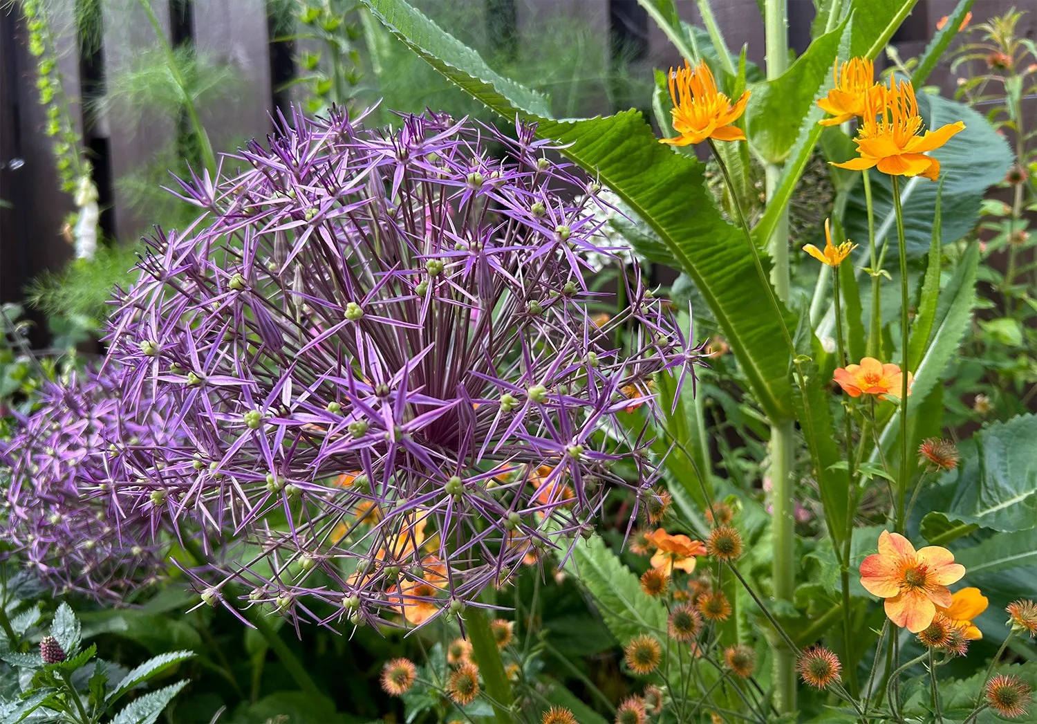 Close-up of a purple allium flower next to orange and yellow blooming flowers and green leaves in a garden.
