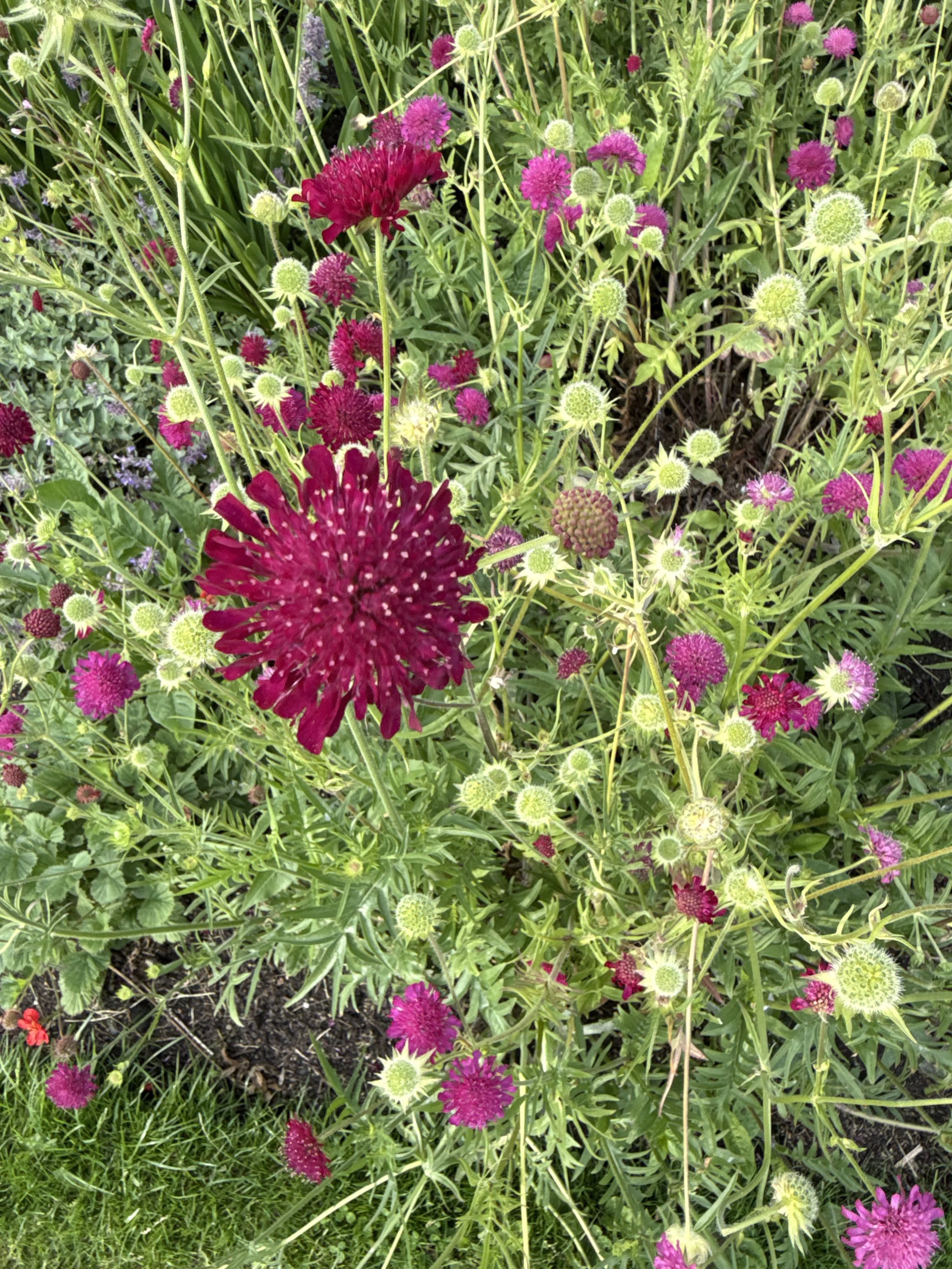 Close-up of various colorful flowers, including prominent large purple and magenta spherical blooms, surrounded by smaller pink, purple, and green buds and foliage.