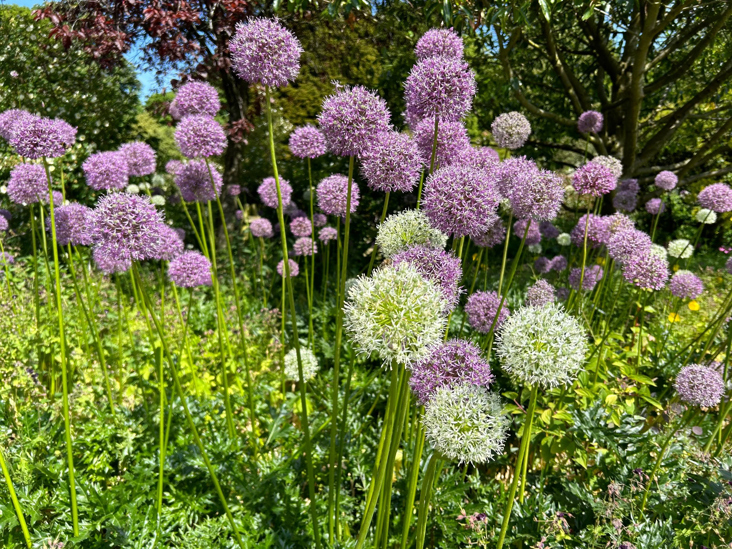 Purple and white allium flowers blooming in a garden with green foliage and trees in the background.