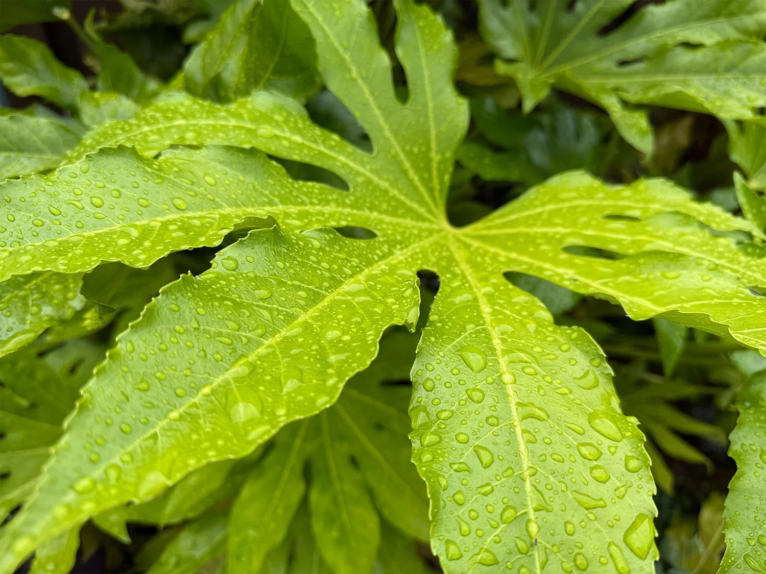 Close-up of green leaves with water droplets on them.