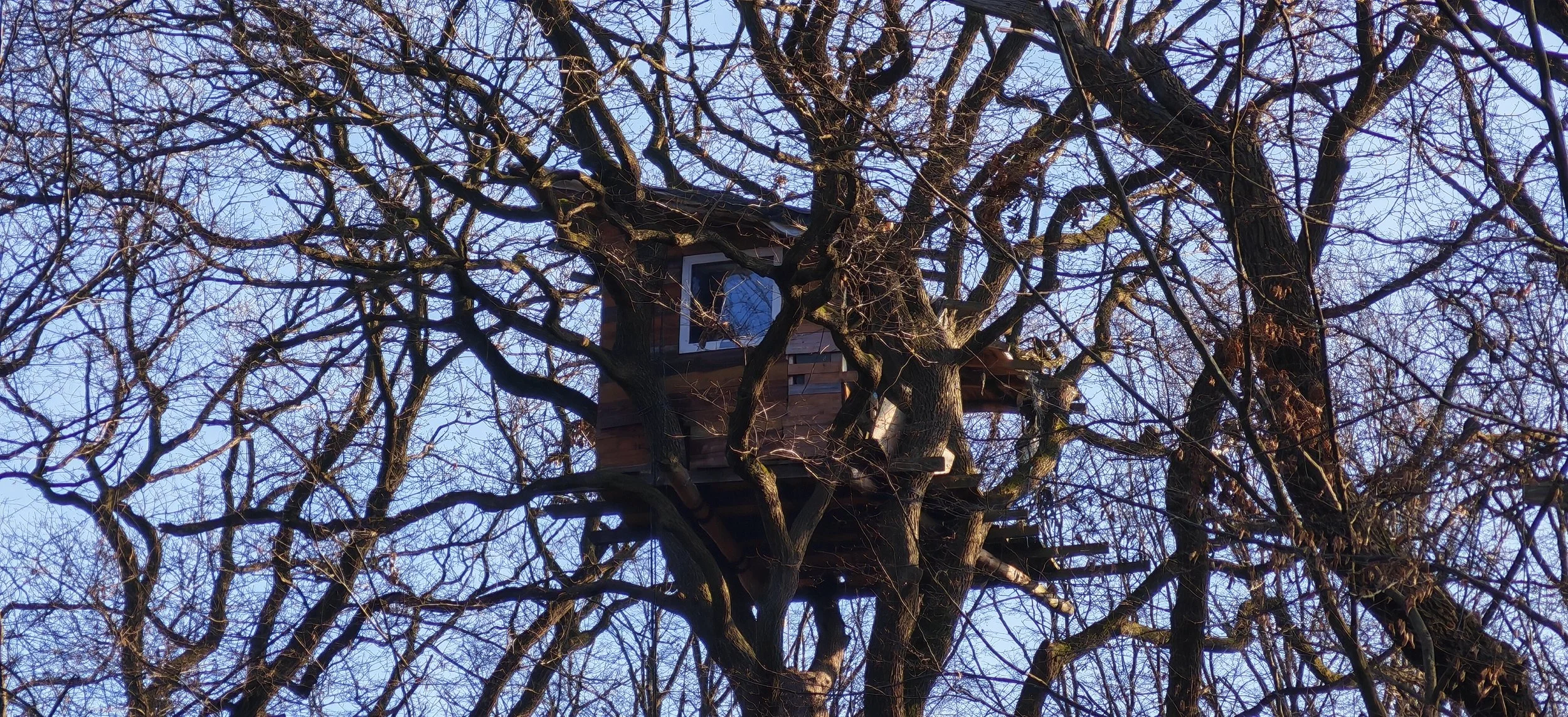 Ein Baum mit nackten Ästen, in dem sich eine Baumhaus befindet.