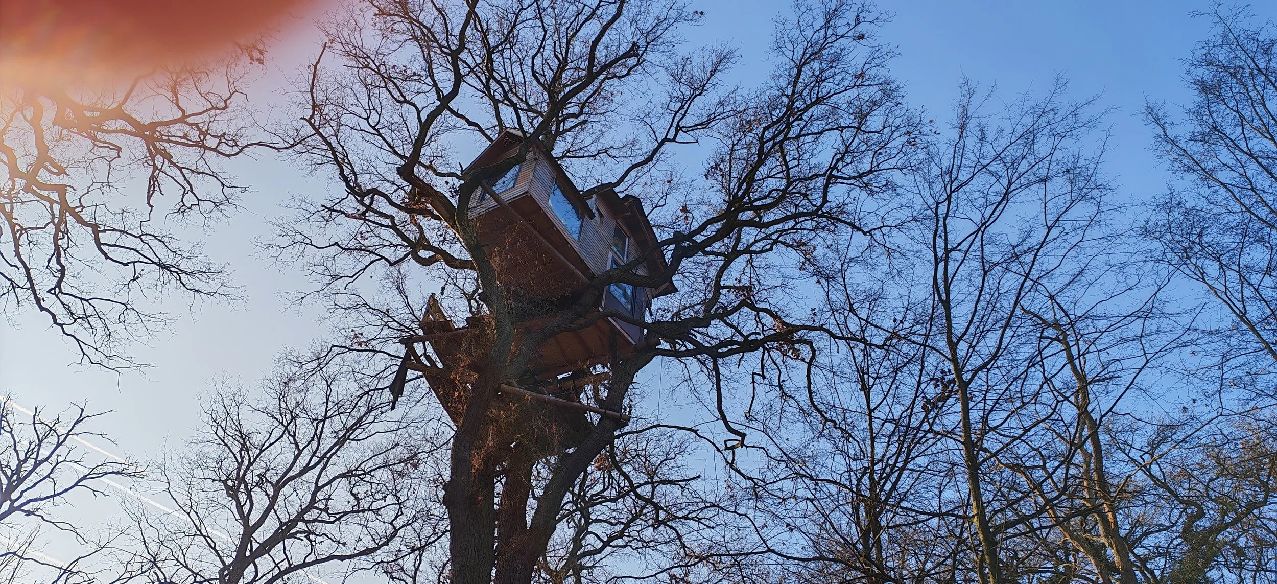 Ein Baum mit einer Baumhausstruktur, umgeben von vielen kahlen Zweigen, bei klarem blauen Himmel.