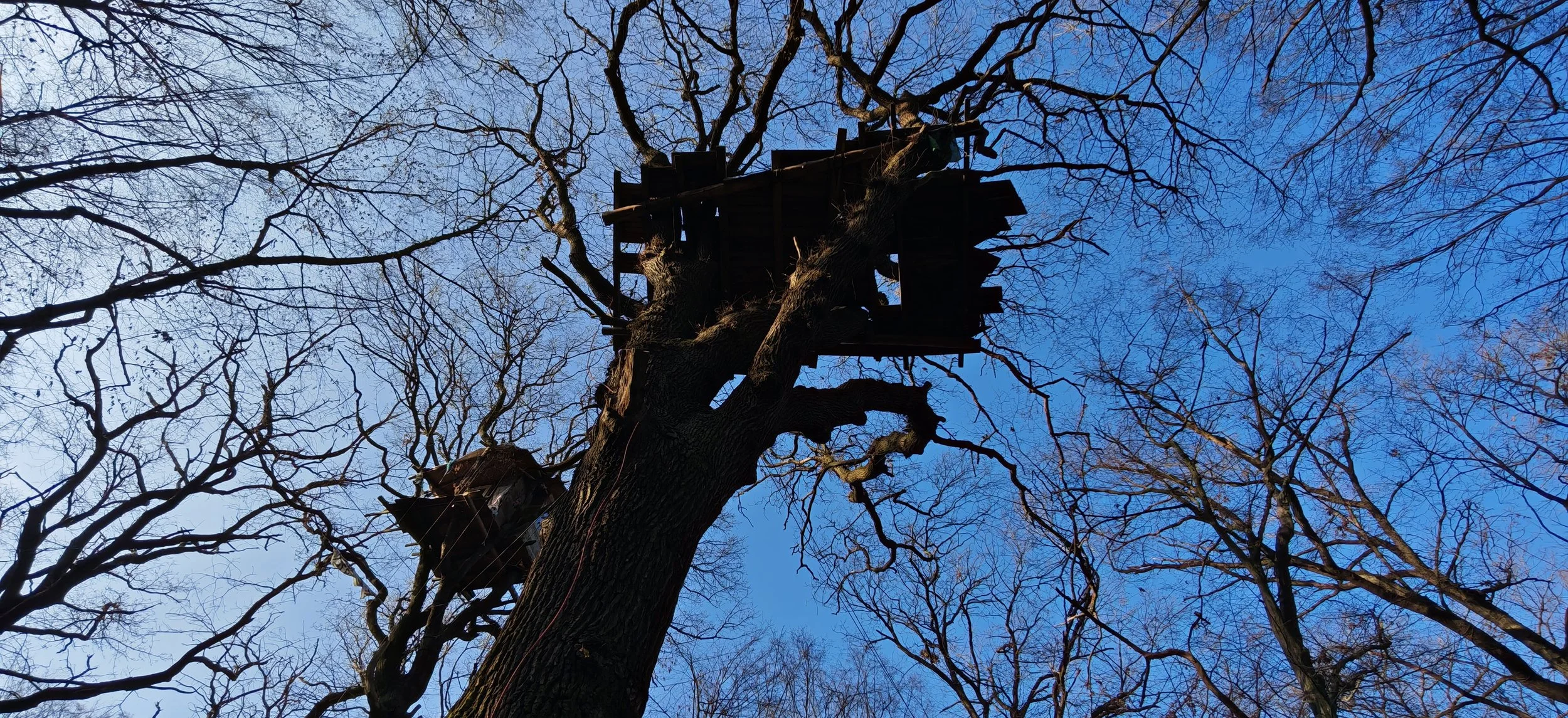 Ein großer Baum ohne Blätter mit einer Baumhütte in den Ästen, umgeben von weiteren Birken im winterlichen Himmel.
