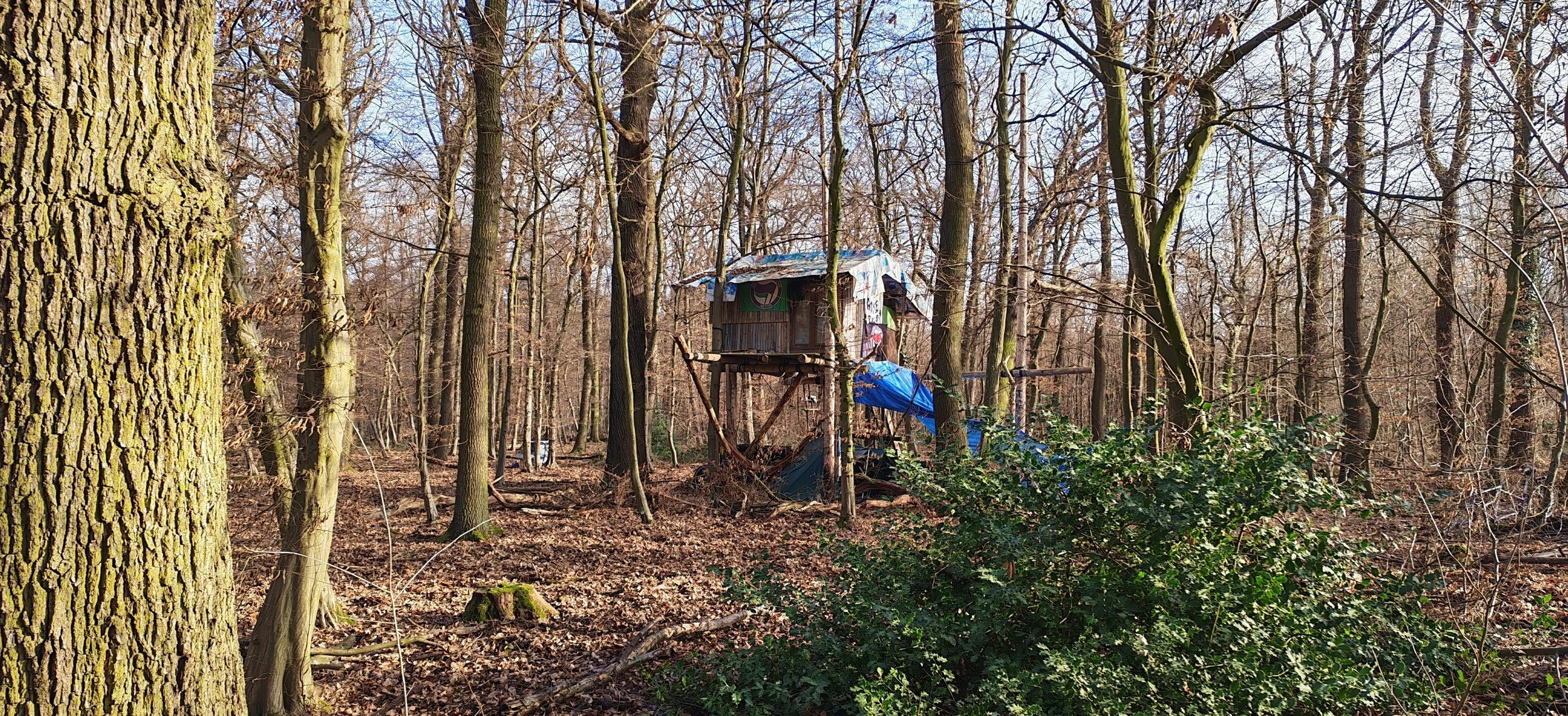 Verlassene Holzhütte auf Stelzen in einem winterlichen Wald, umgeben von Bäumen ohne Blätter, mit gefallenen Blättern auf dem Boden.