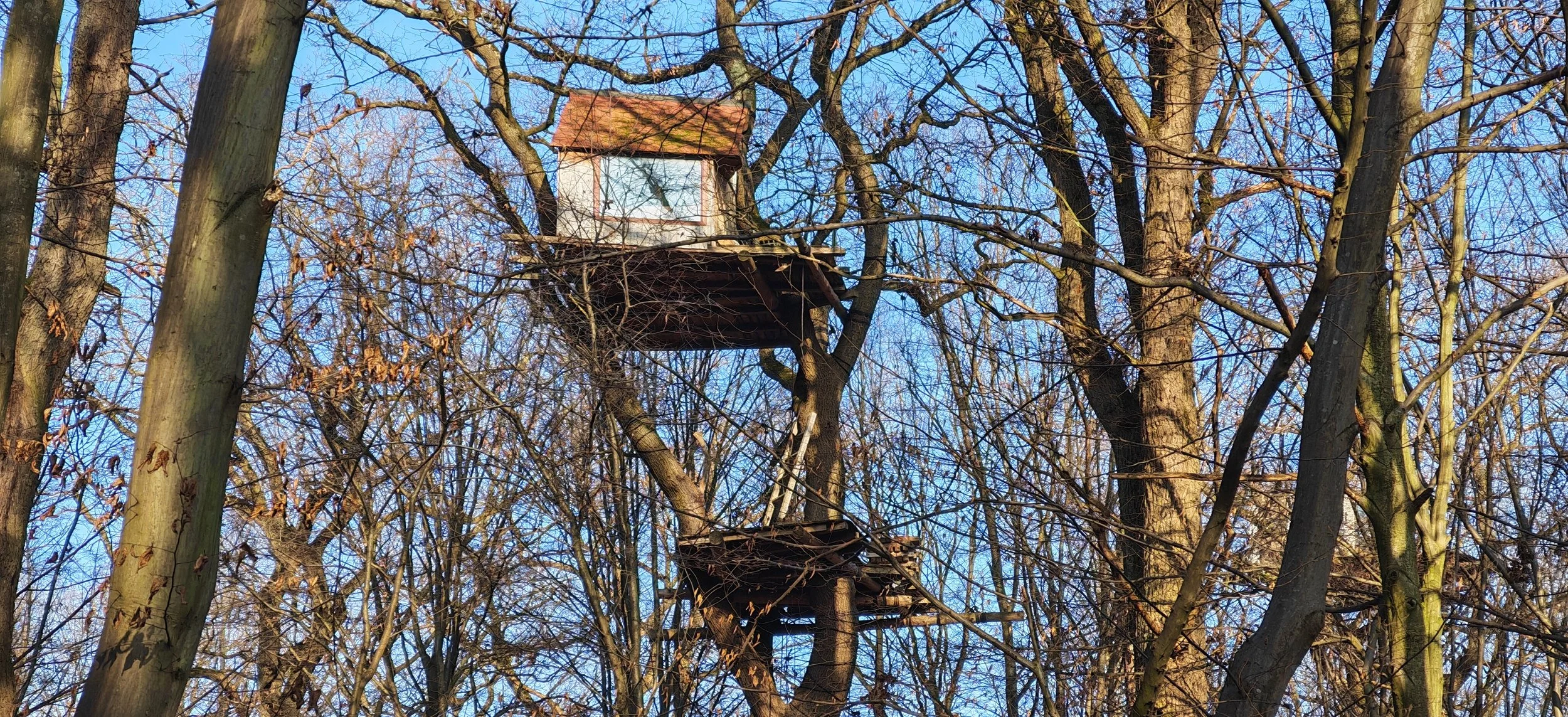 Ein Baumhaus in einem Baum mit vielen Zweigen und Blättern, im winterlichen Wald bei klarem Himmel.