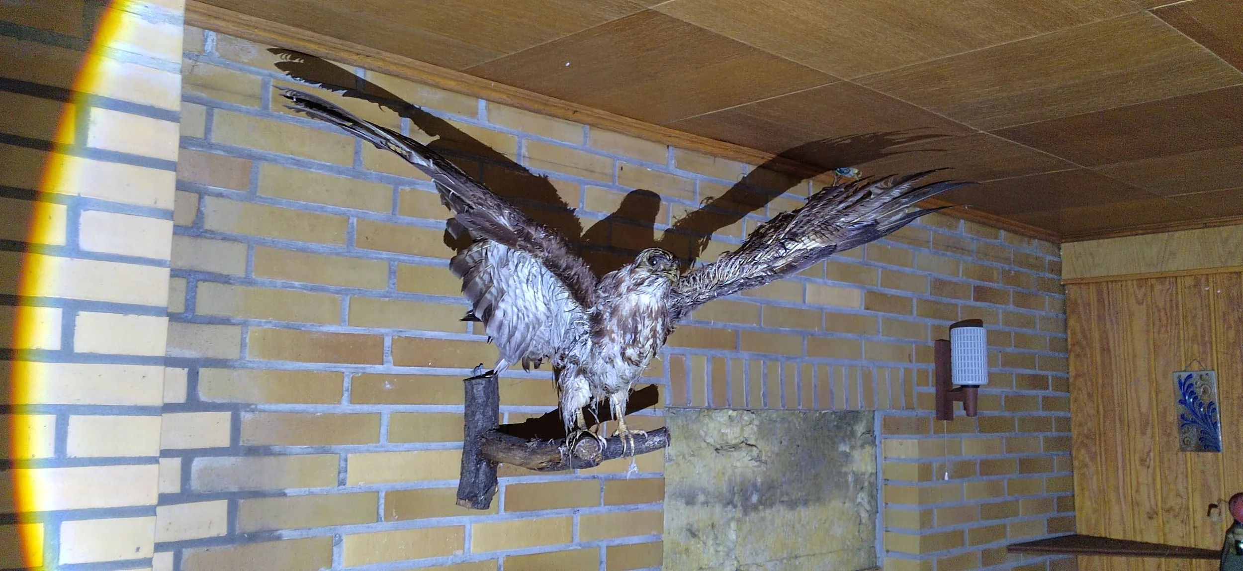 Nachbildung eines auf einem Holzast sitzenden Greifvogels mit ausgebreiteten Flügeln vor einer Ziegelwand im Innenraum.