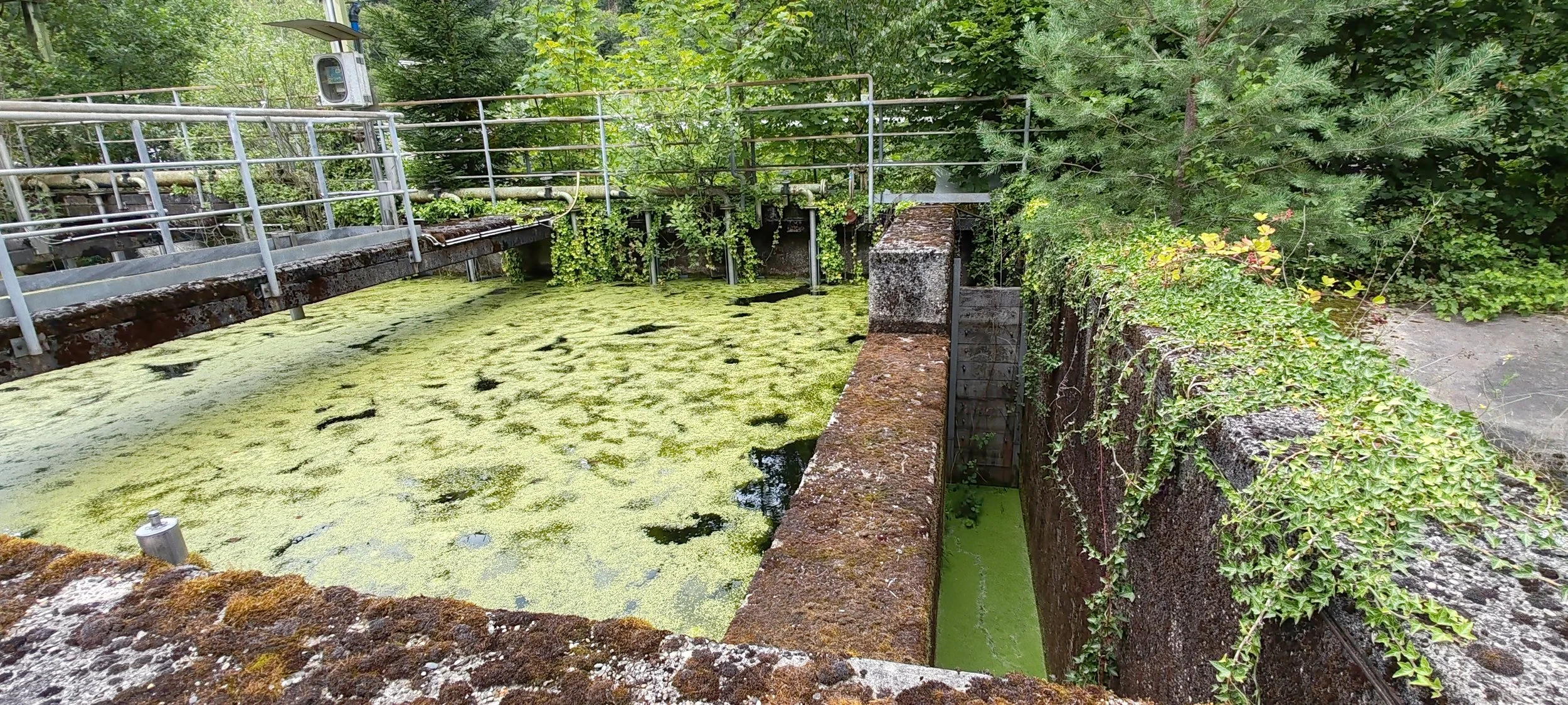 Alter industriel Wasserbehälter mit grünem Algenbewuchs, umgeben von grünen Büschen und Bäumen, mit einer Brüstung und einem Geländer.
