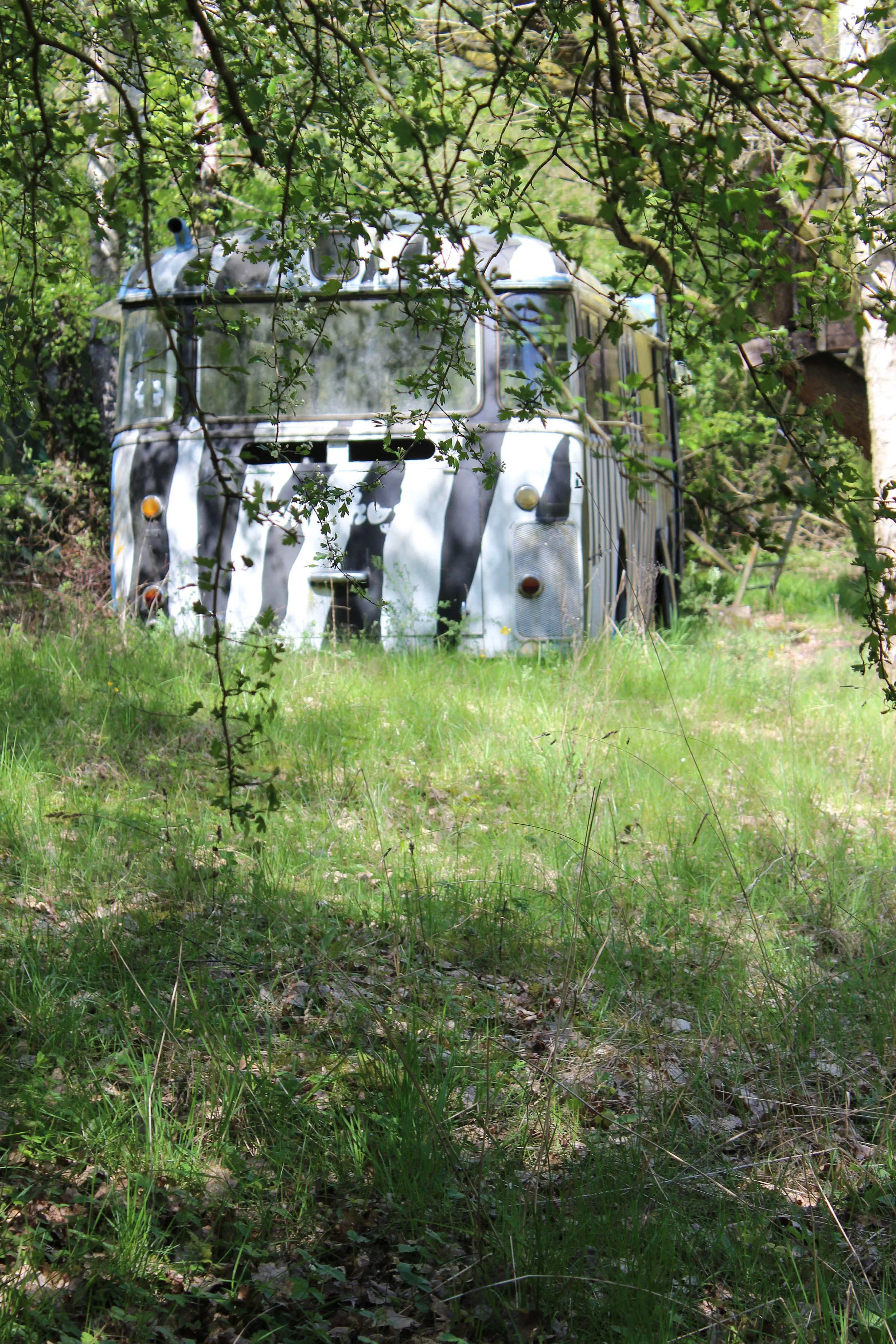 Ein verfallener Bus im Wald, teilweise von Zweigen und Blättern verdeckt, mit verblasener Lackierung und umliegender grüner Vegetation.