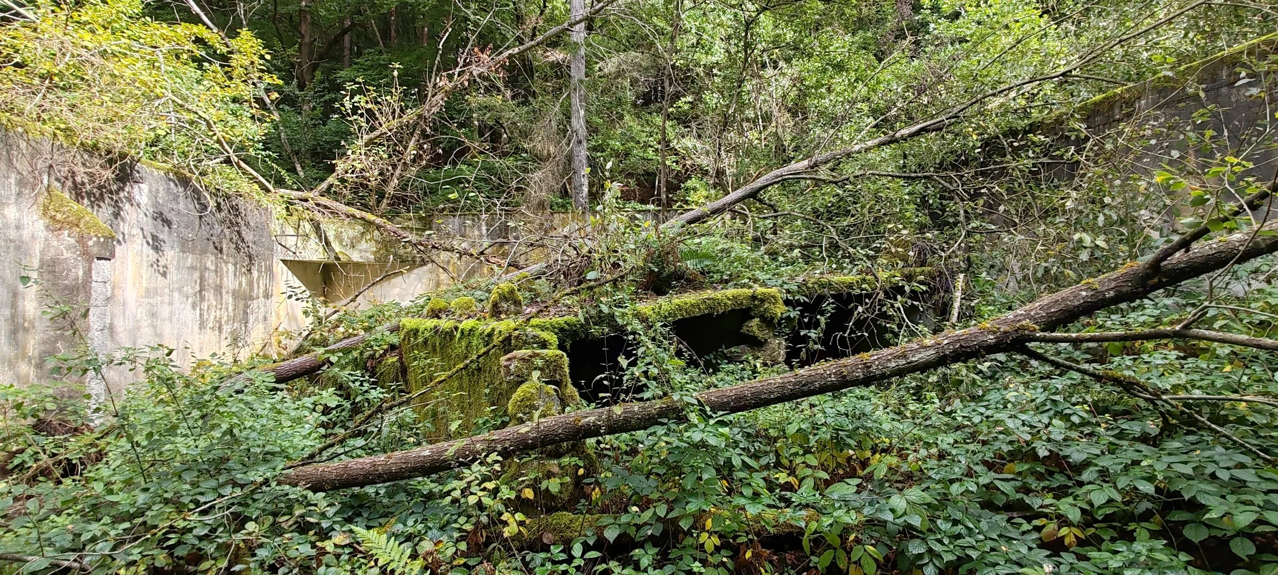 Dichter Dschungel mit viel Grün, braunen Baumstämmen und einer alten, mit Moos bedeckten, verlassenen Brücke