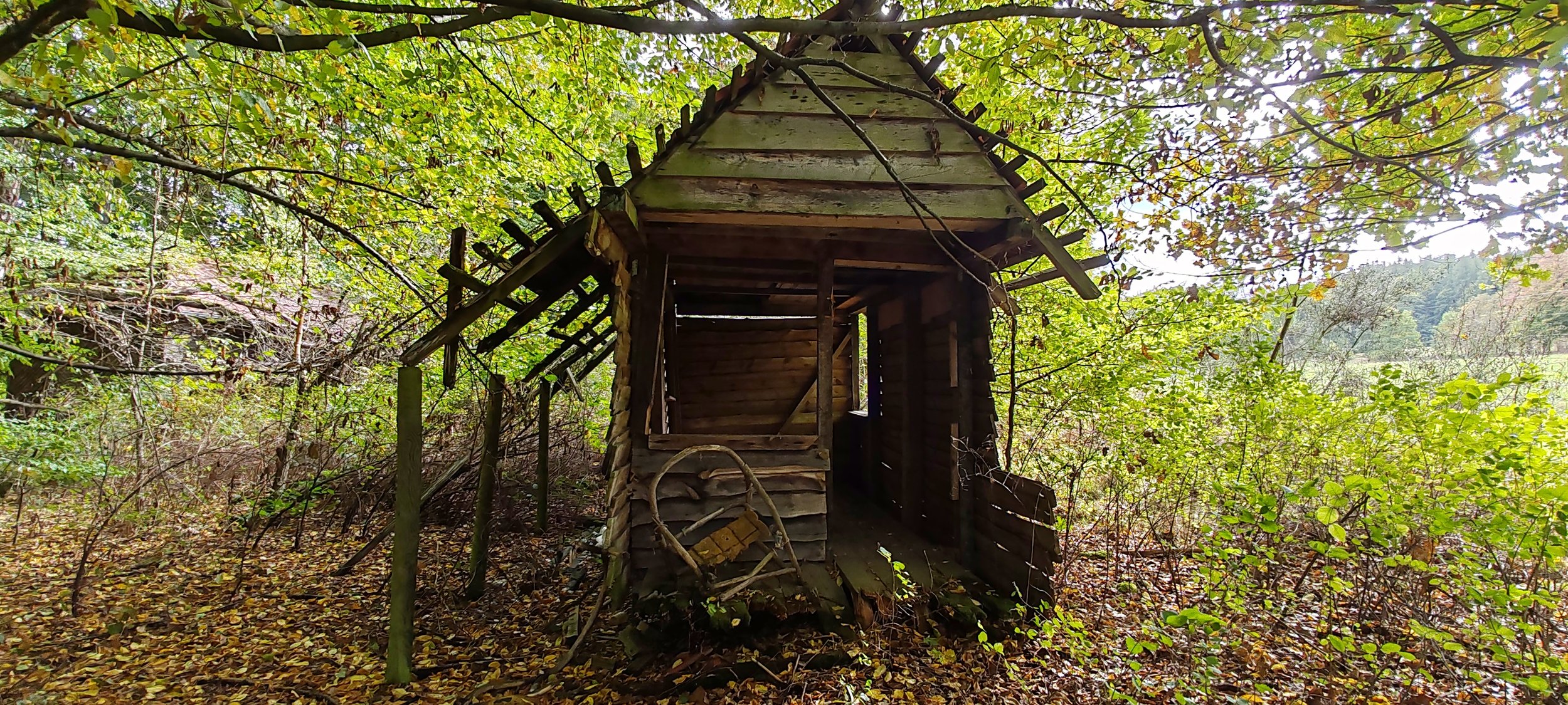 Verlassene, alte Holzhütte in einem bewaldeten Gebiet, überwuchert von grünen Blättern und umgeben von Ästen und Pflanzen.