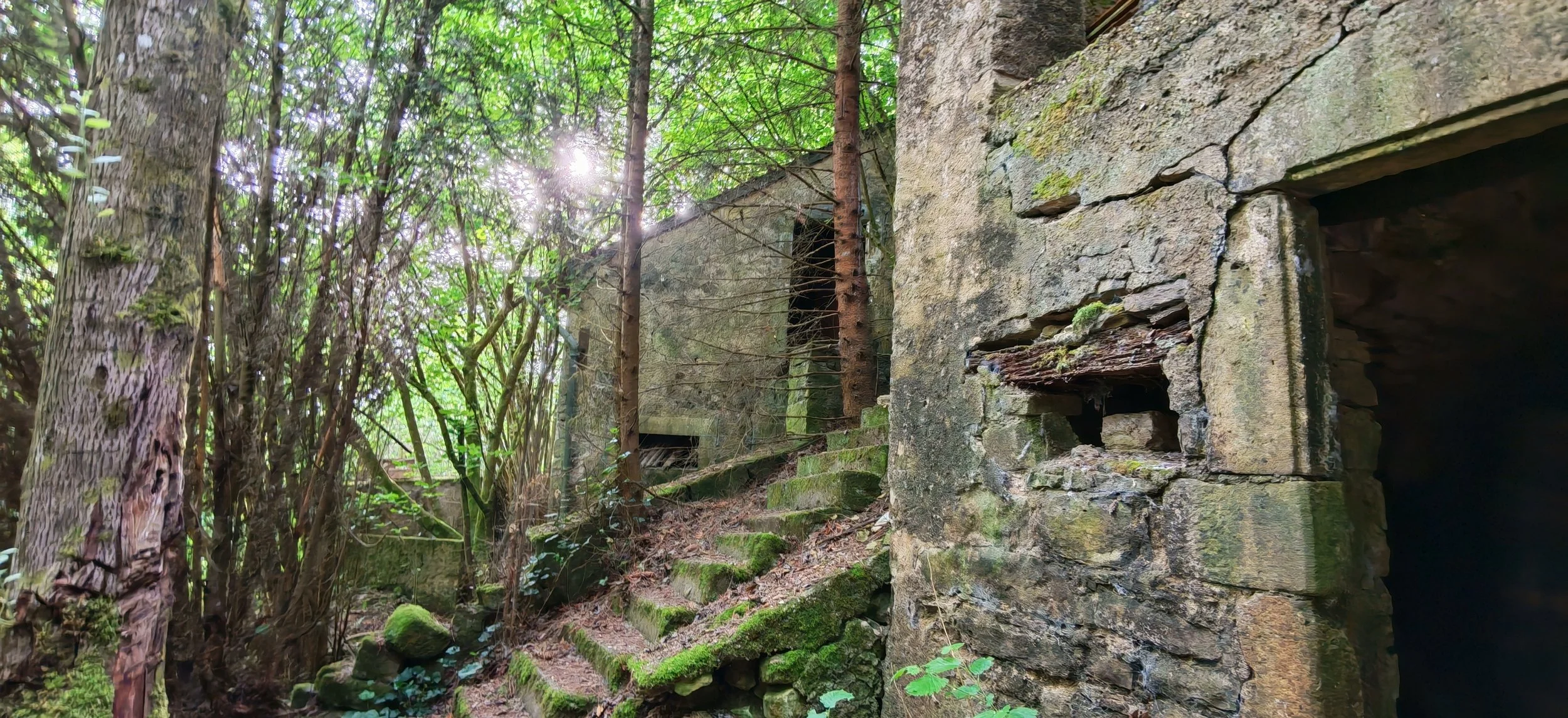 Verfallene Steinruine im dichten grünen Wald, umgeben von Bäumen und Vegetation.