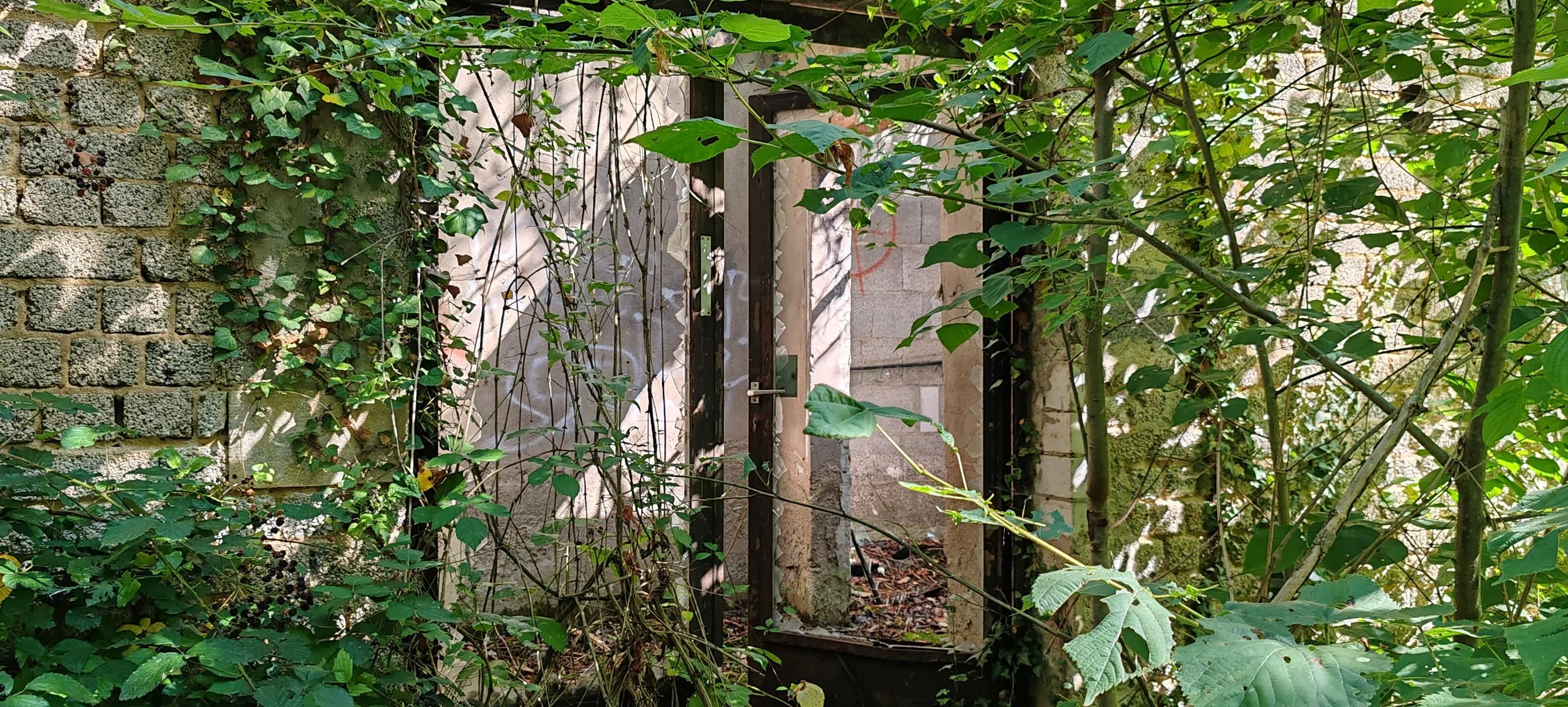 Ein verfallenes Tor, umgeben von dichten grünen Pflanzen und Efeu, mit einer alten Steinmauer im Hintergrund.