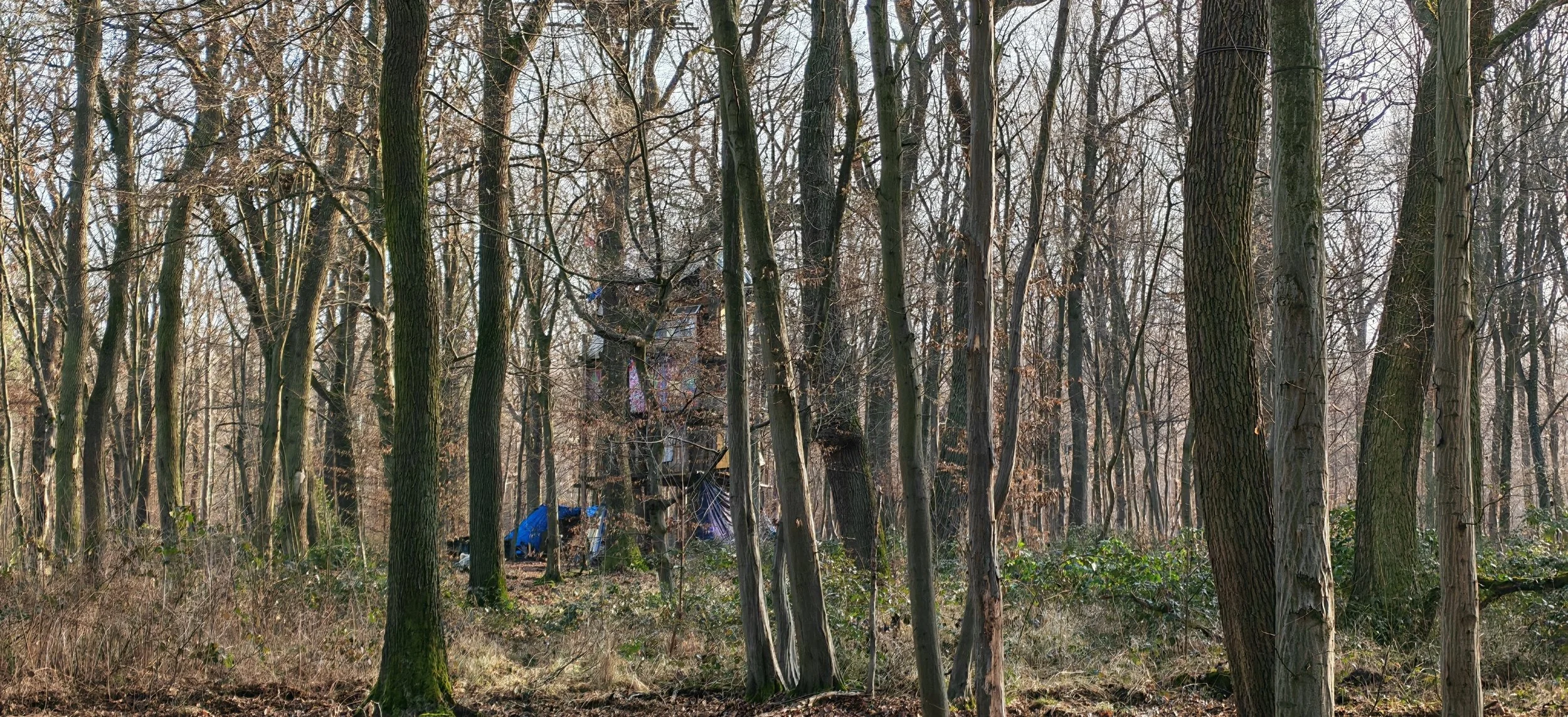Ein Wald mit zahlreichen Bäumen ohne Blätter im Winter. Im Hintergrund ist ein Baumhaus oder eine Hütte zwischen den Bäumen sichtbar, teilweise verdeckt durch Äste und Zweige.