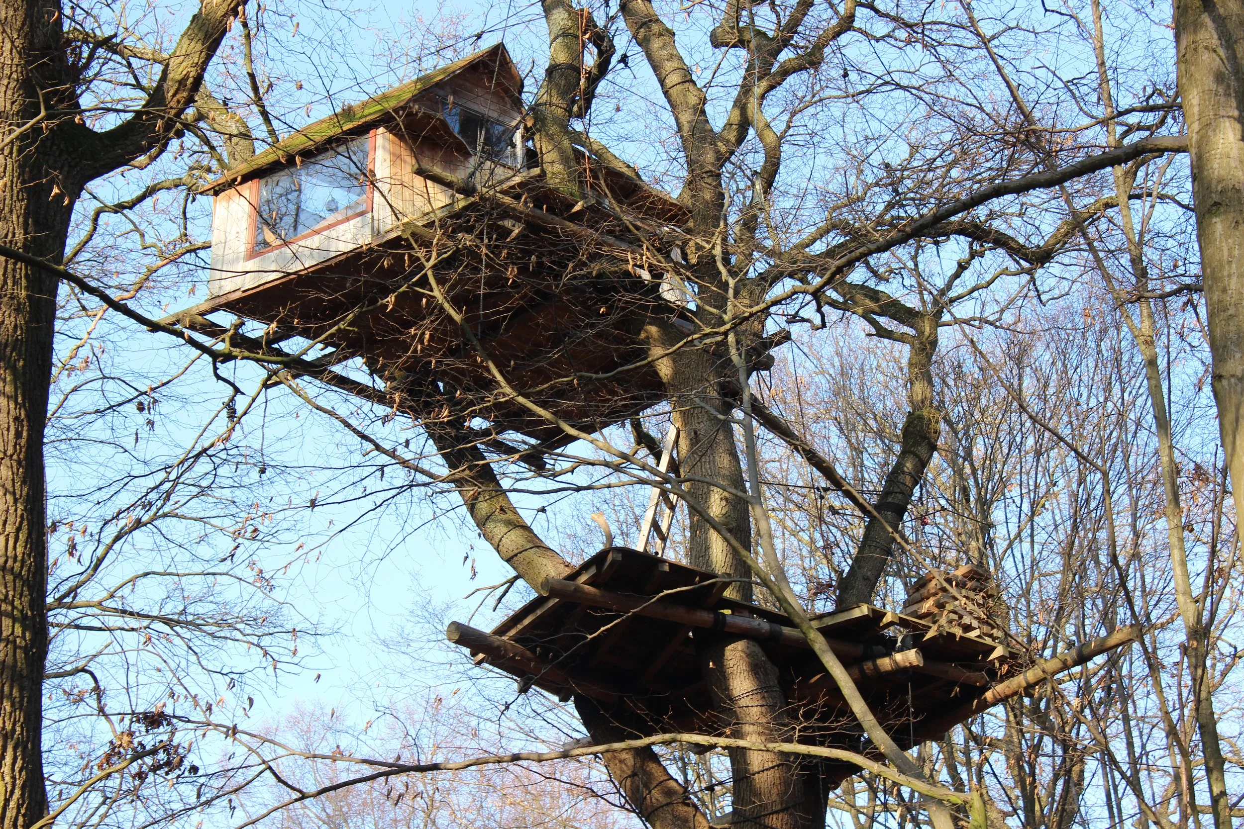 Ein in einem Baum gebautes Baumhaus mit mehreren Plattformen und Holzstrukturen, umgeben von anderen Bäumen ohne Laub.