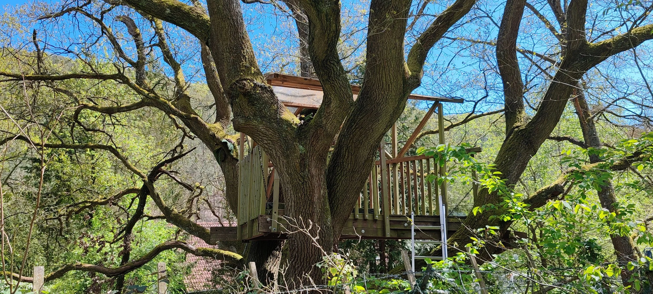Ein Baum mit einer Baumhaus auf einer Plattform, umgeben von Blättern und Ästen, bei sonnigem Himmel.
