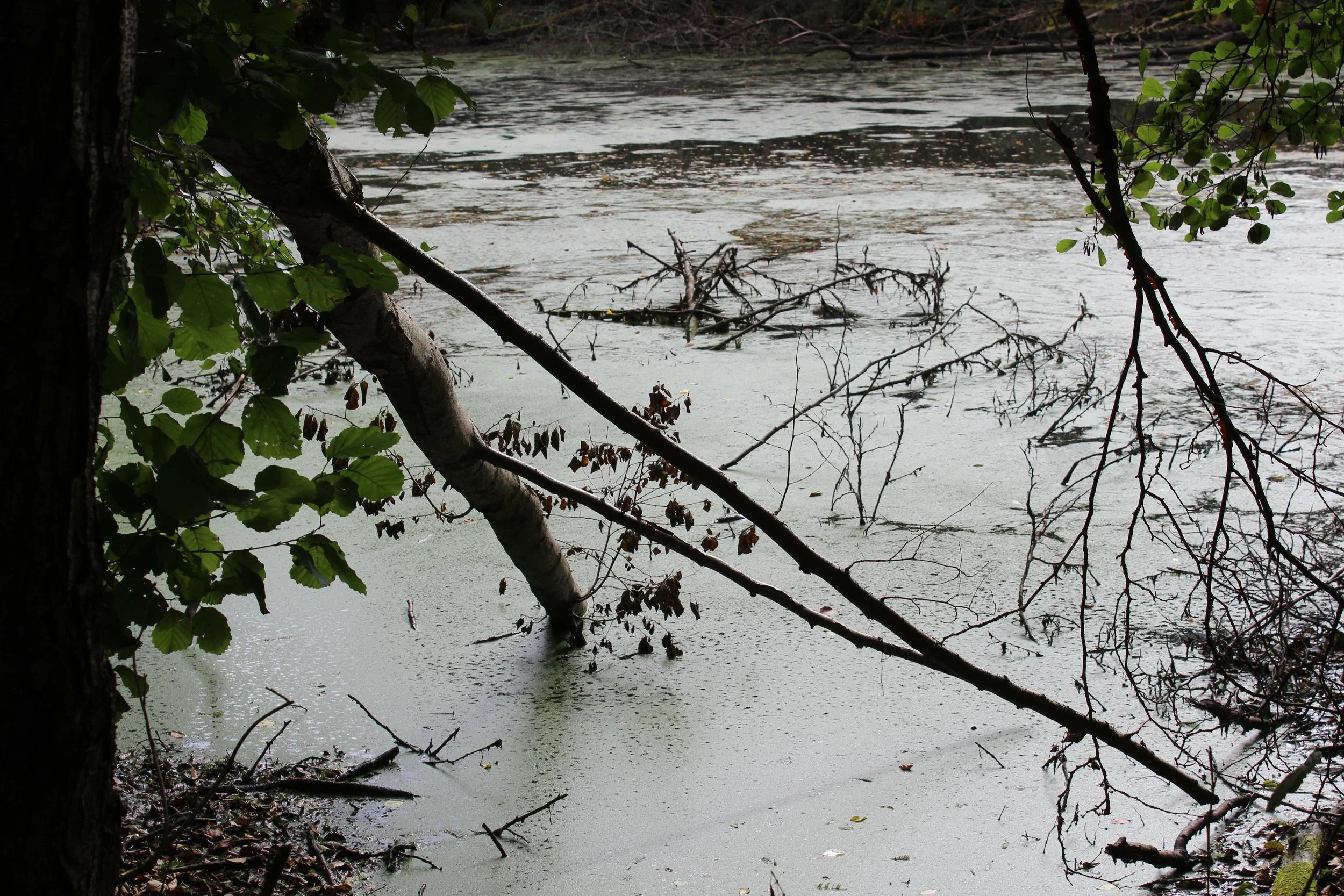 Stiller Teich oder Fluss mit grüner, moosbedeckter Wasseroberfläche, umgeben von Bäumen mit Ästen und Blättern.
