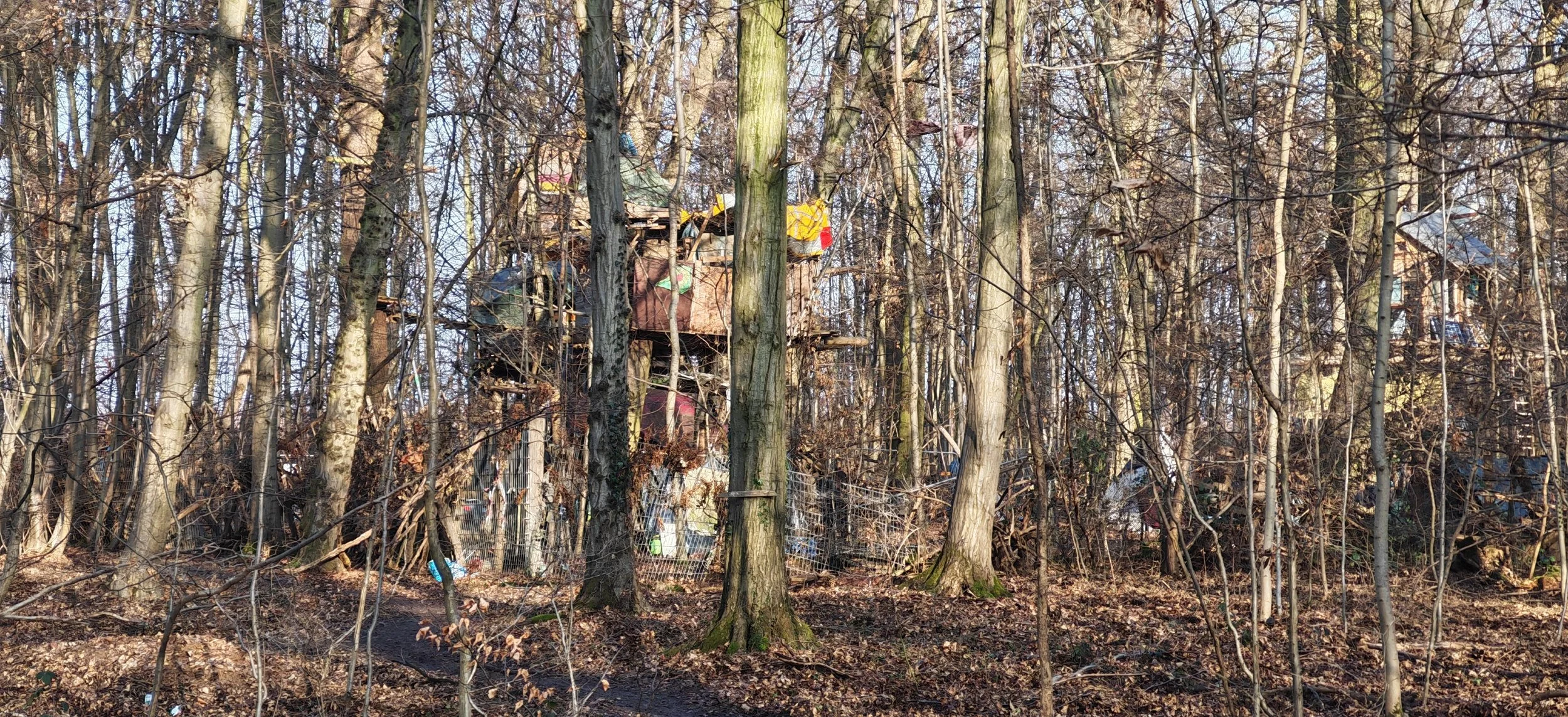 Ein Baumhaus im Wald, umgeben von schmalen Bäumen und herabfallenden Blättern auf dem Boden, an einem sonnigen Tag.