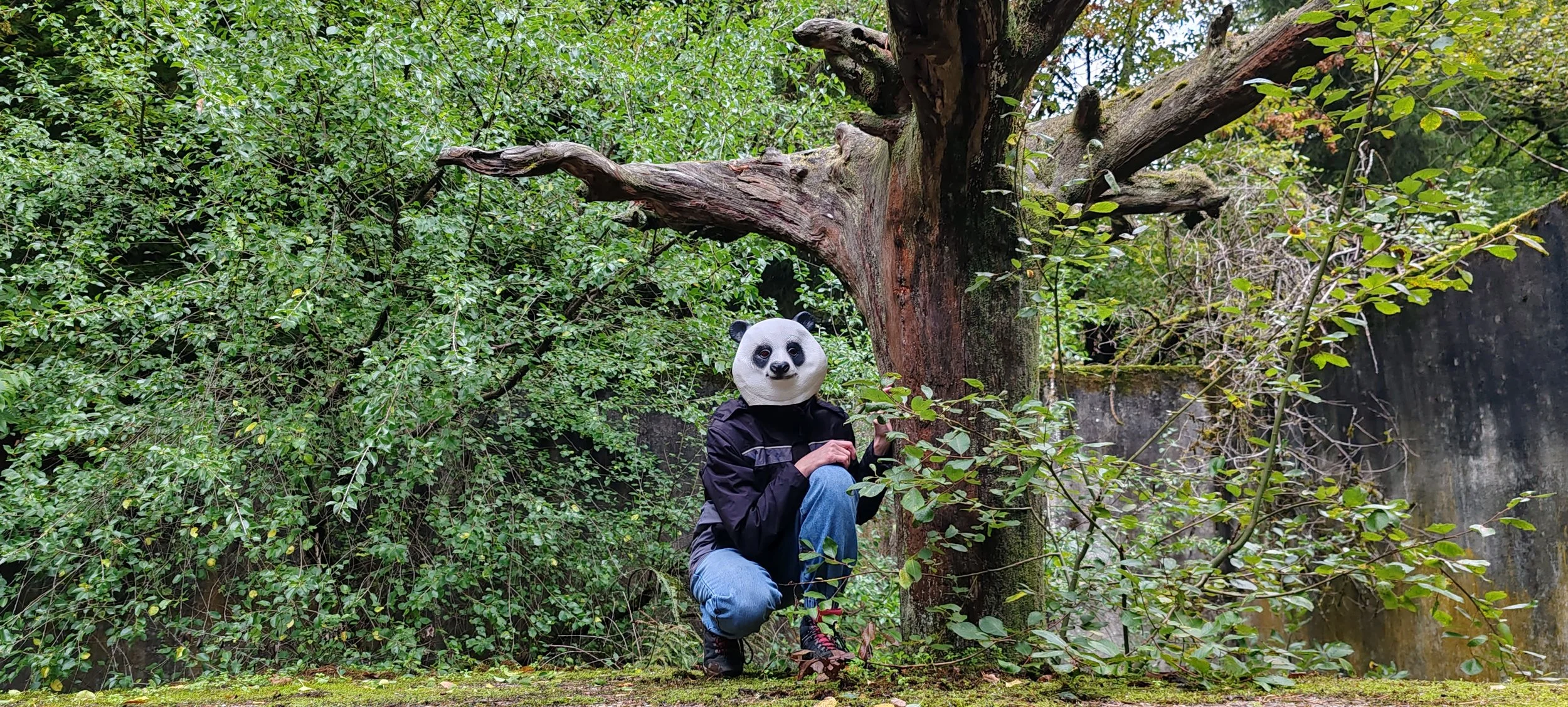 Person mit Pandamaske in einem Wald mit grünen Büschen, einer alten Baum mit großen Ästen und einer steinernen Mauer im Hintergrund.