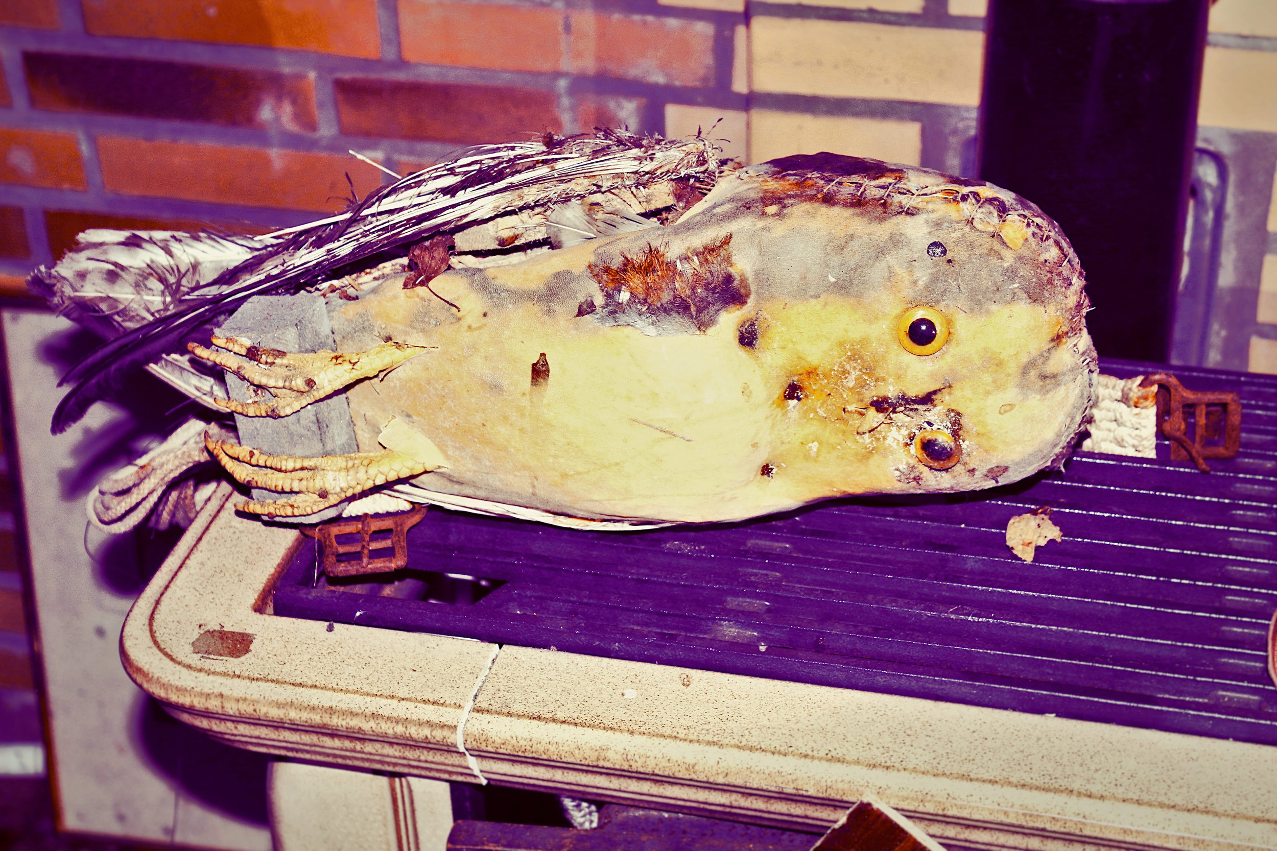 Ein riesiger, eingetopfter Fisch mit gelb-brauner Haut, großen Augen und Flossen liegt auf einem Grillrost.