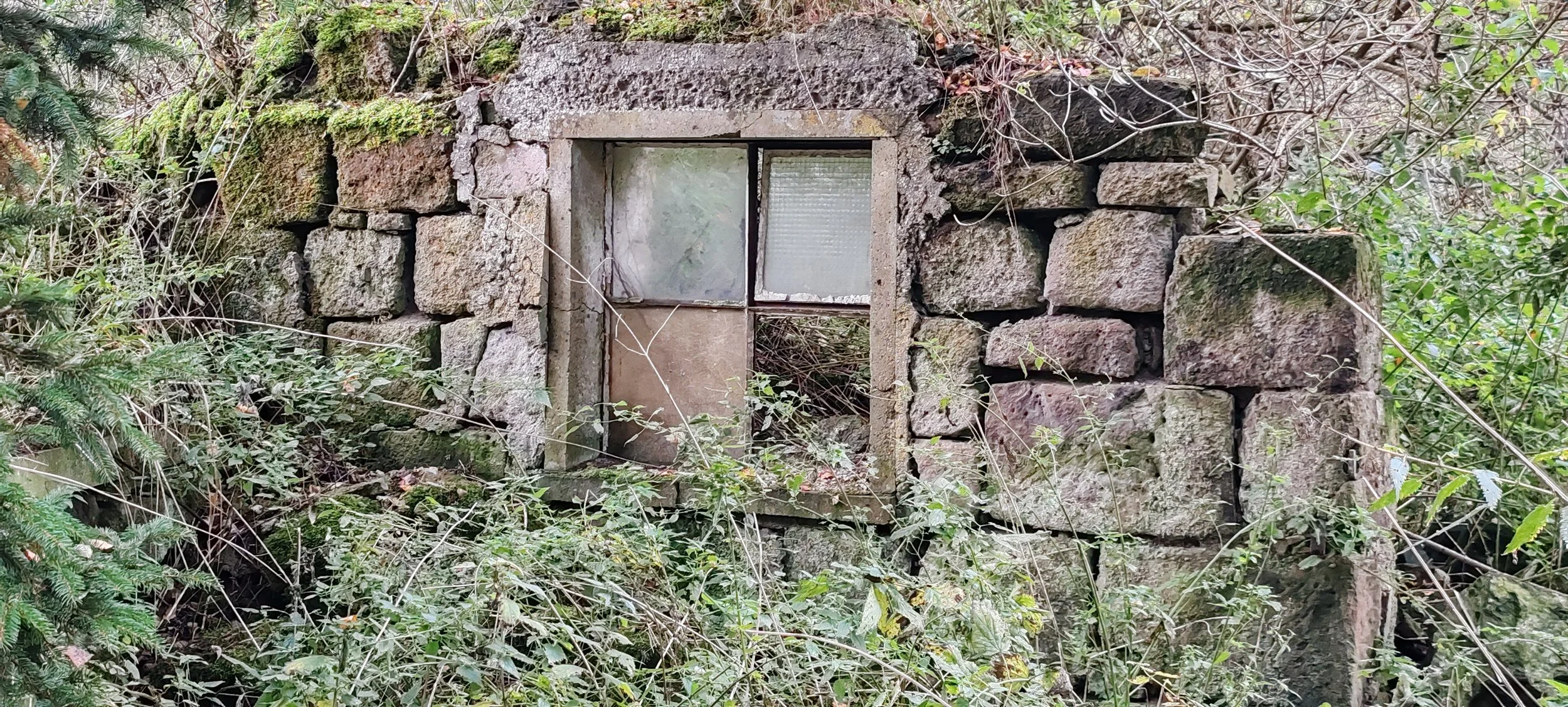 Alte, verfallene Mauer aus Steinen mit einem kleinen Fenster, überwuchert von Pflanzen und umgeben von dichten Büscheln.