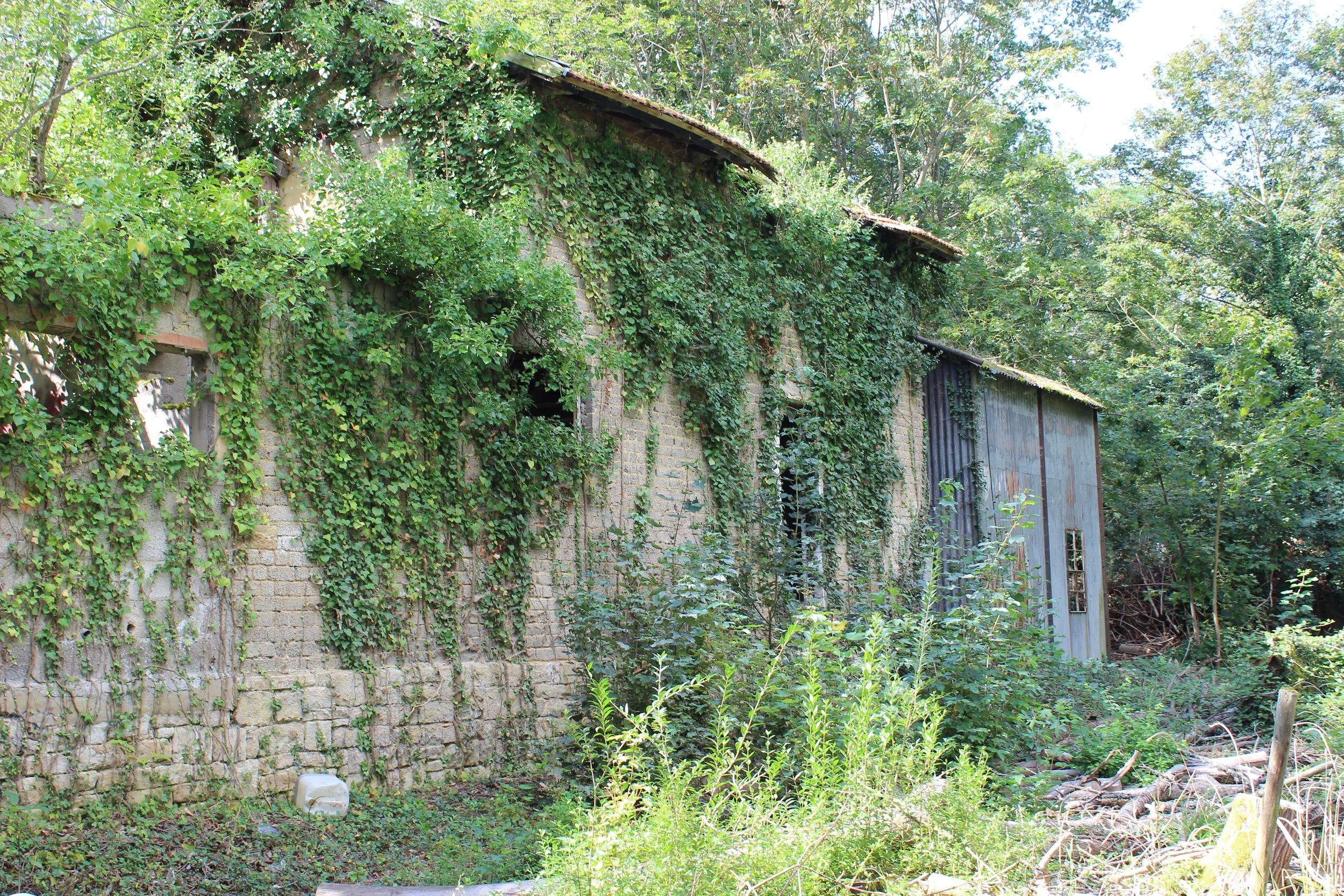 Verlassenes, von Pflanzen überwuchertes Gebäude inmitten eines Waldes.